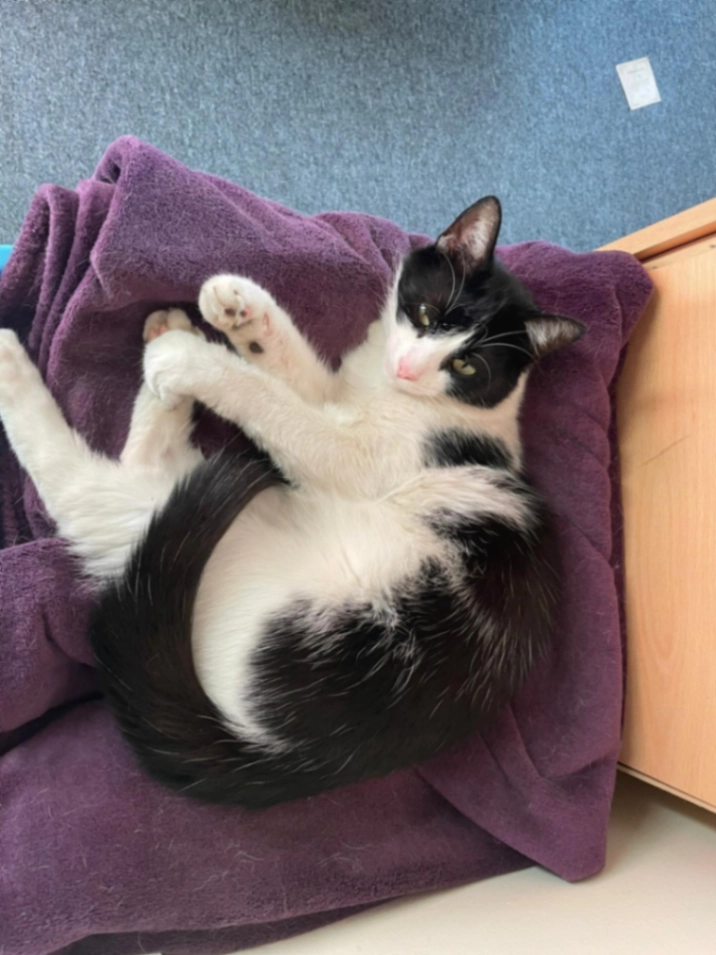 Ragga - Martini Drive, Enfield