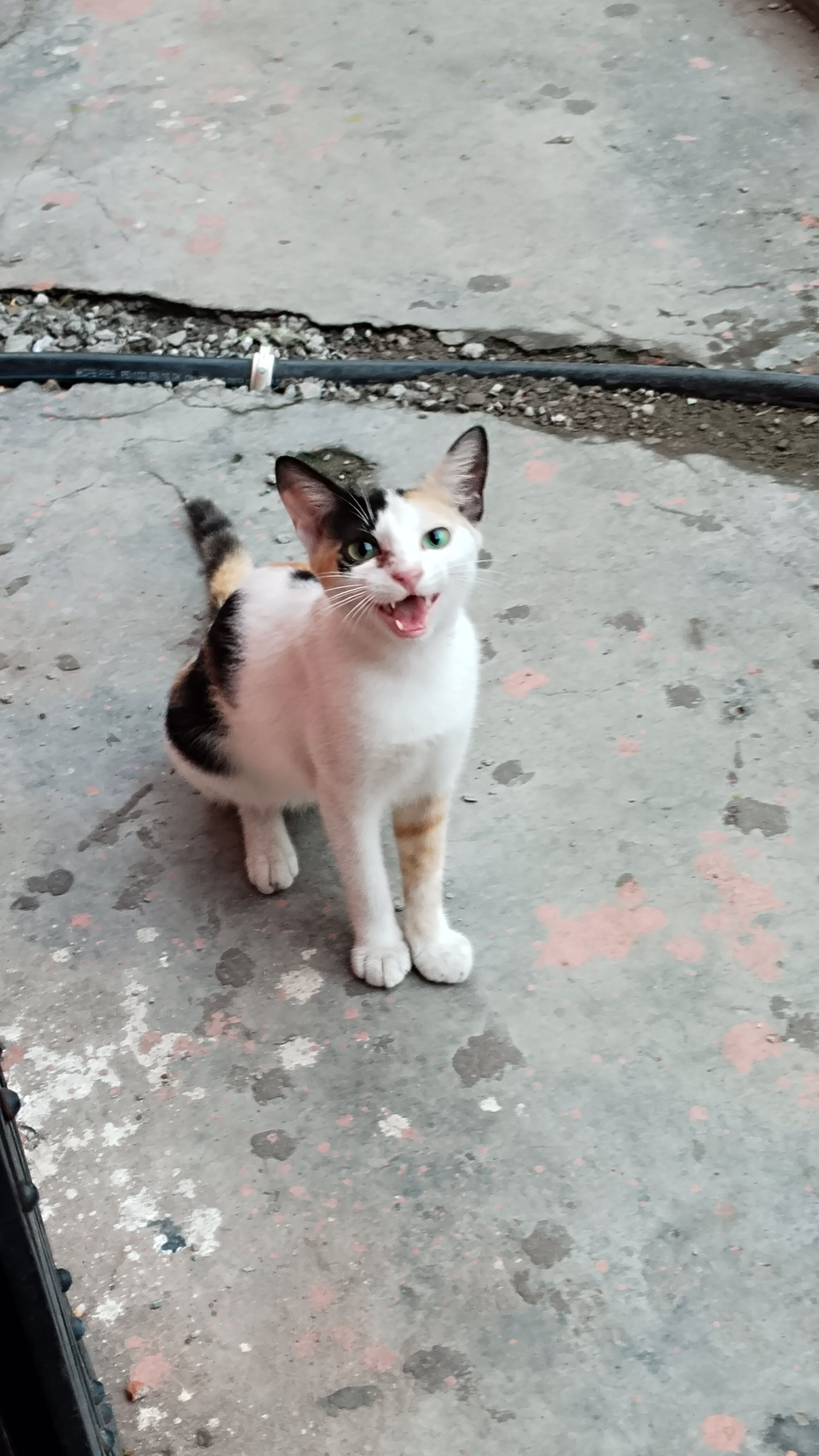 Chunnu - Sahid Sunil Sen Sarani, Dum Dum