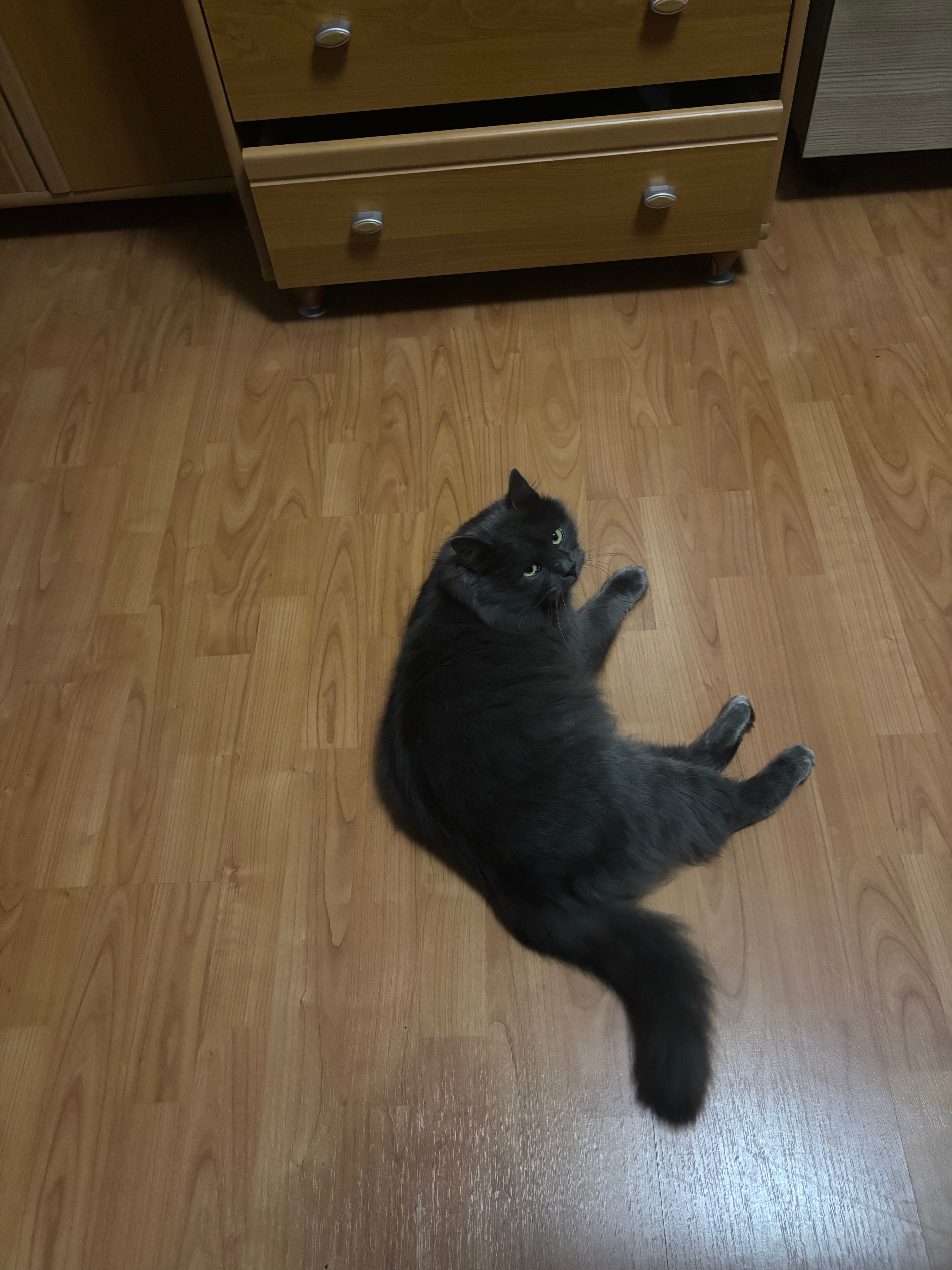 Pufik  - Stradela 1 Colinei, Codru