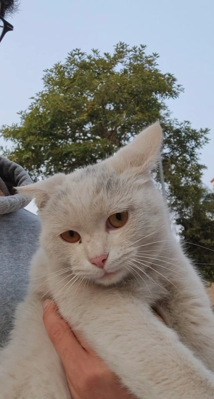 Rani - Bahria Town Phase 7 near Sector F, Rawalpindi 