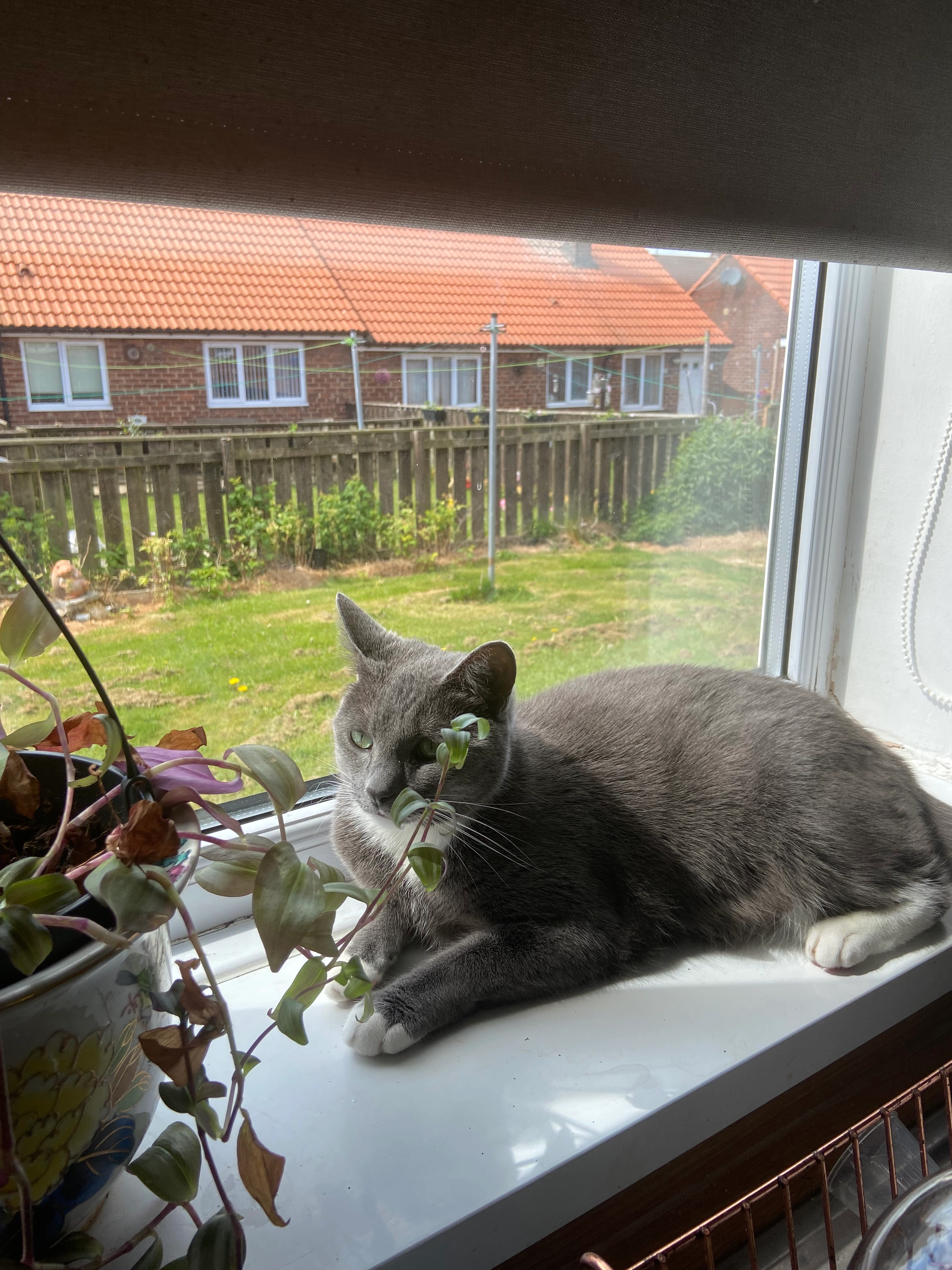 Mila - 9 Howden Gardens, Wingate