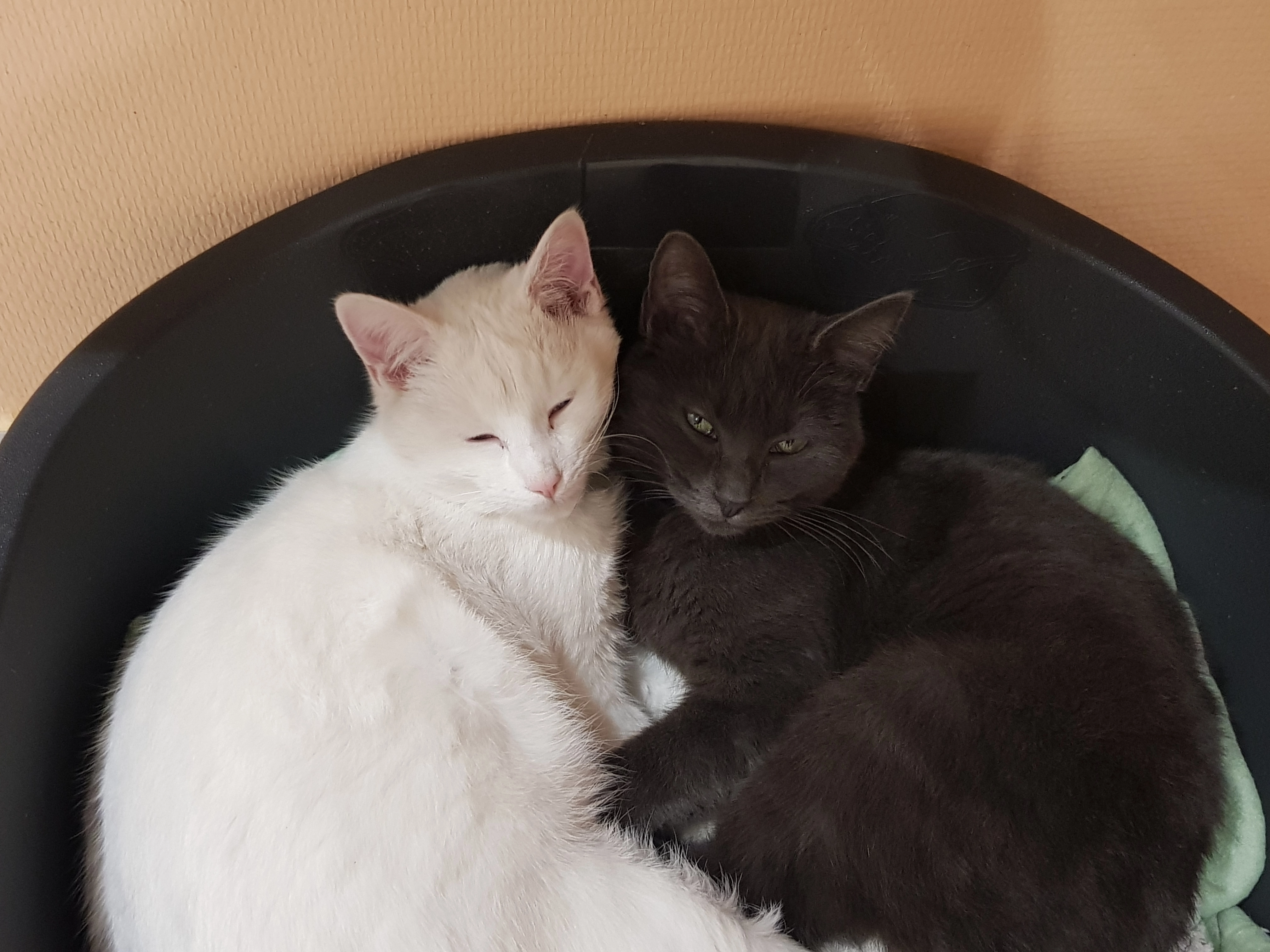 Berlioz - 38 Rue du Moulin, Lys-Haut-Layon