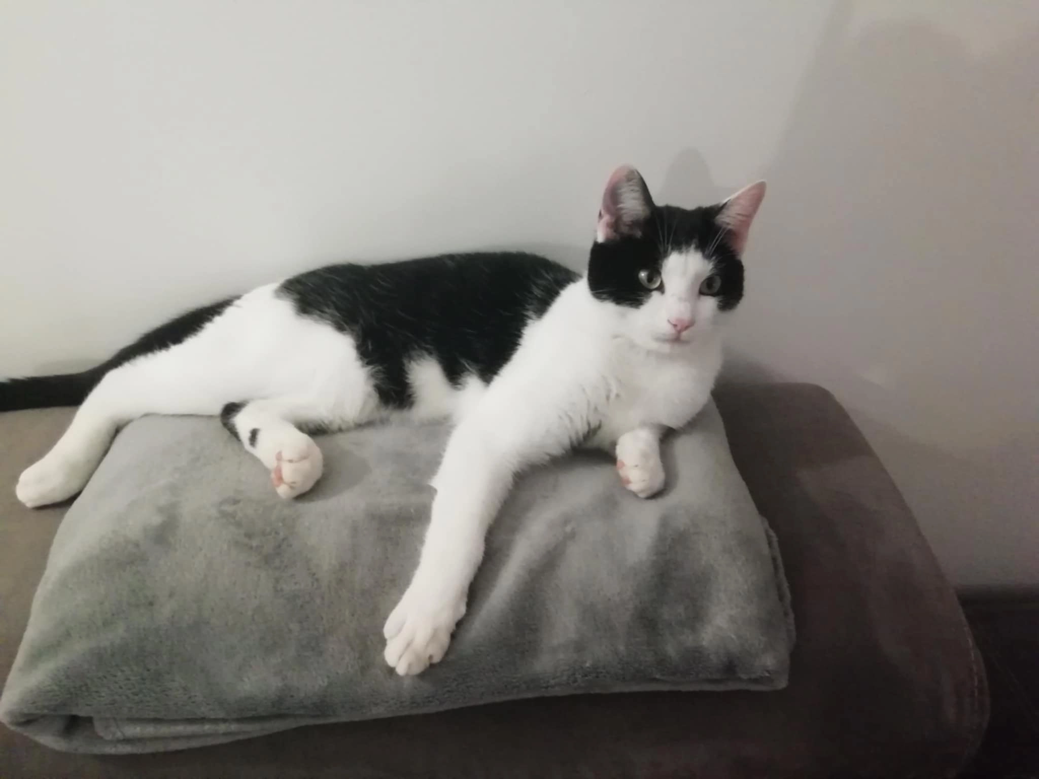 Minou - Route De Bellecombe, Cercier