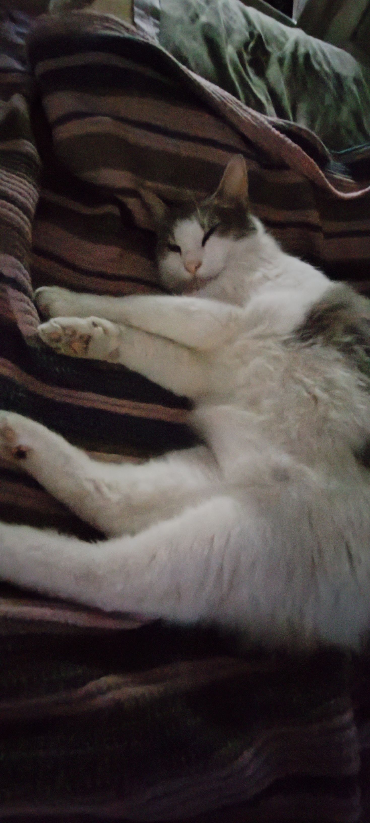 Tavsan - Yalıyolu Sokağı, Istanbul