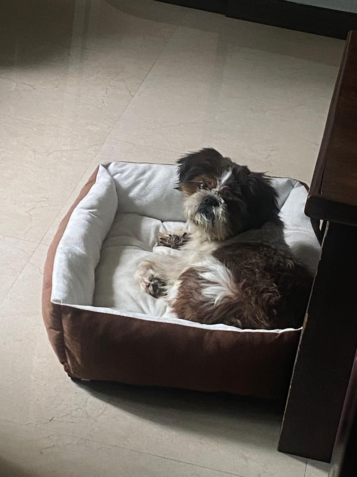 bruno - 469914, Singapore