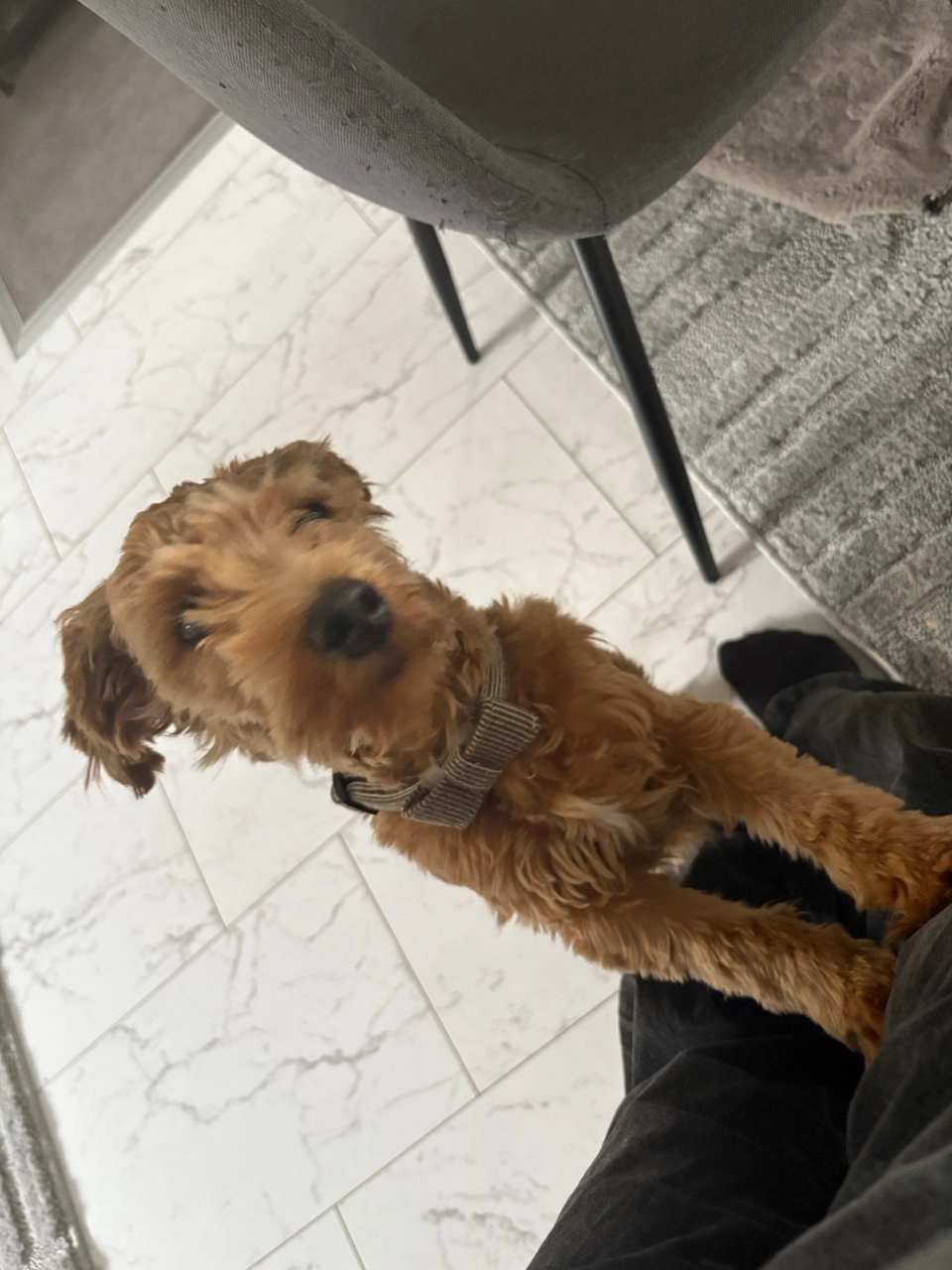 Yogi - Lehmbarg 53, Norderstedt