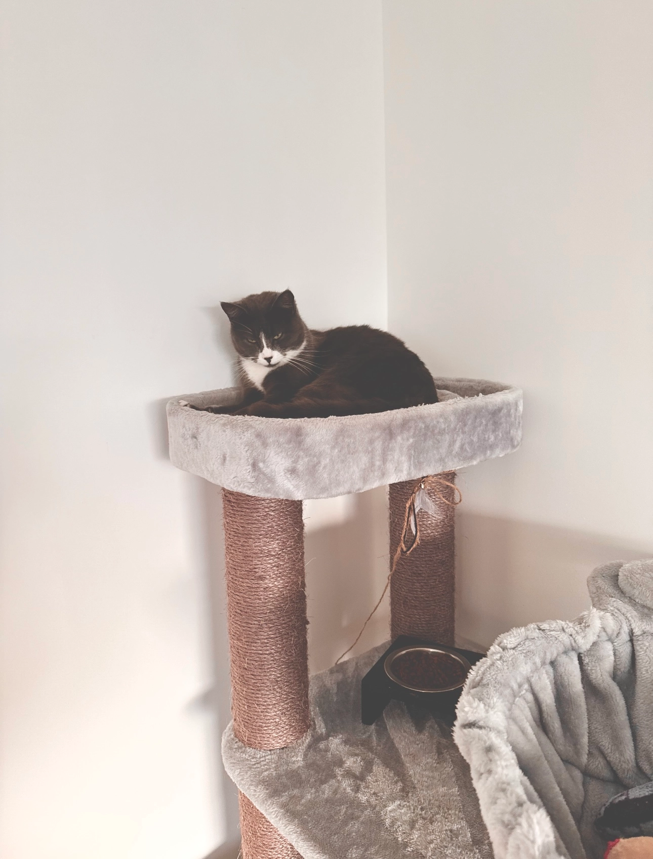 Umi - Rue Des Charmilles, Saint-Désir