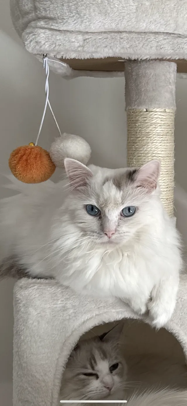 Maisy - Lumsden Loan, Edinburgh