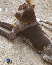 toto - جبل الوحش قسنطينة, قسنطينة