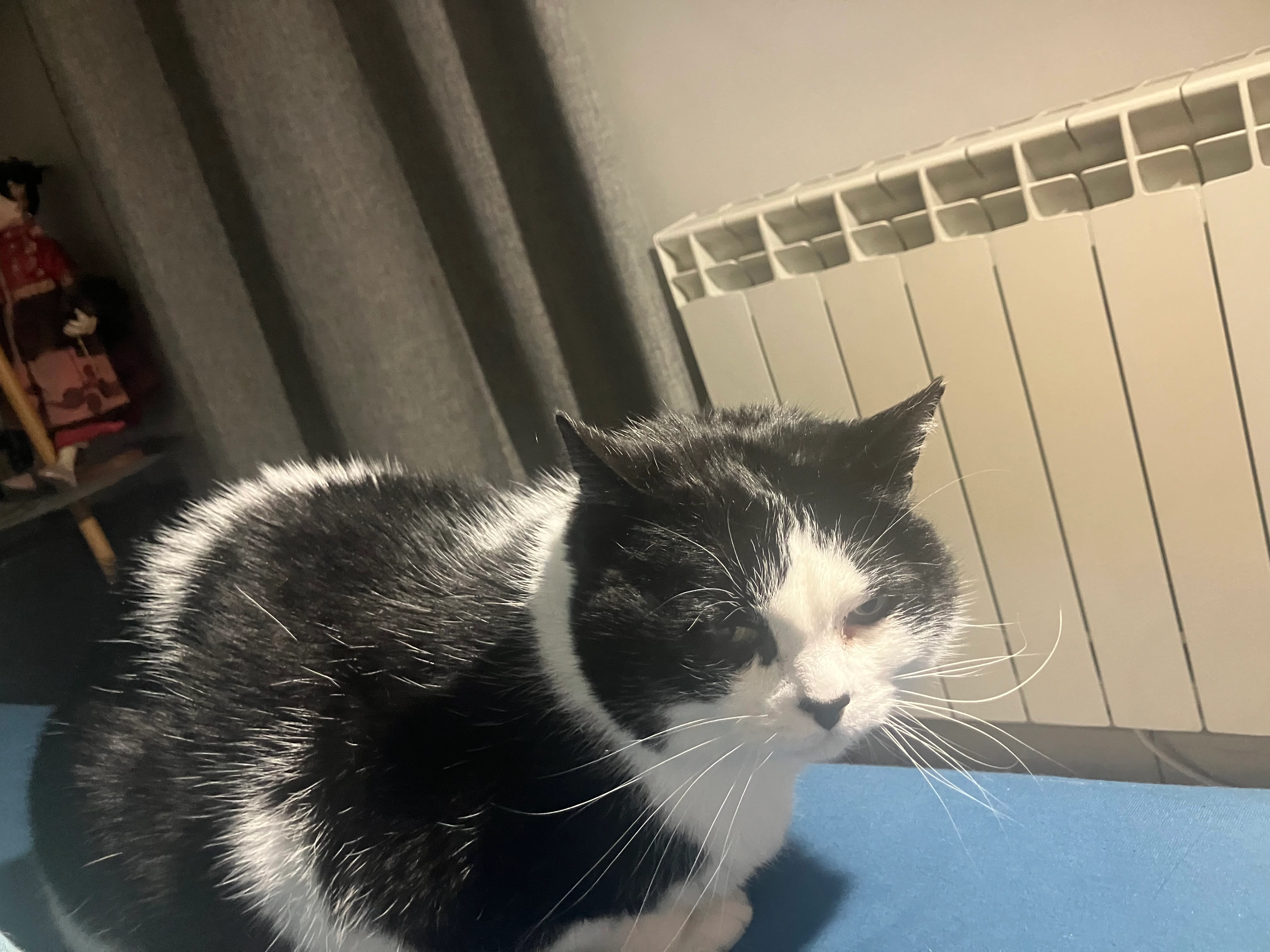 Léo - 20 Rue du Tertre, Perros-Guirec