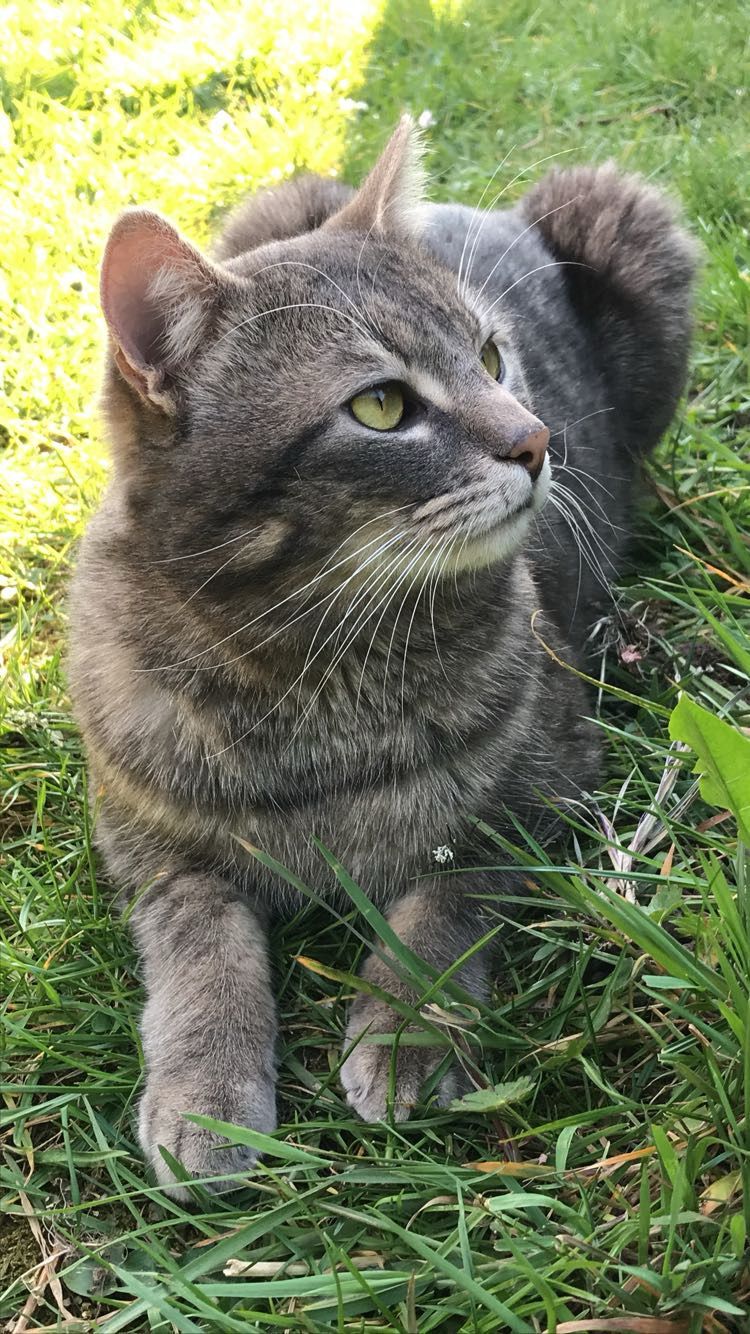 Pompom - Dittweilerstraße, Dunzweiler