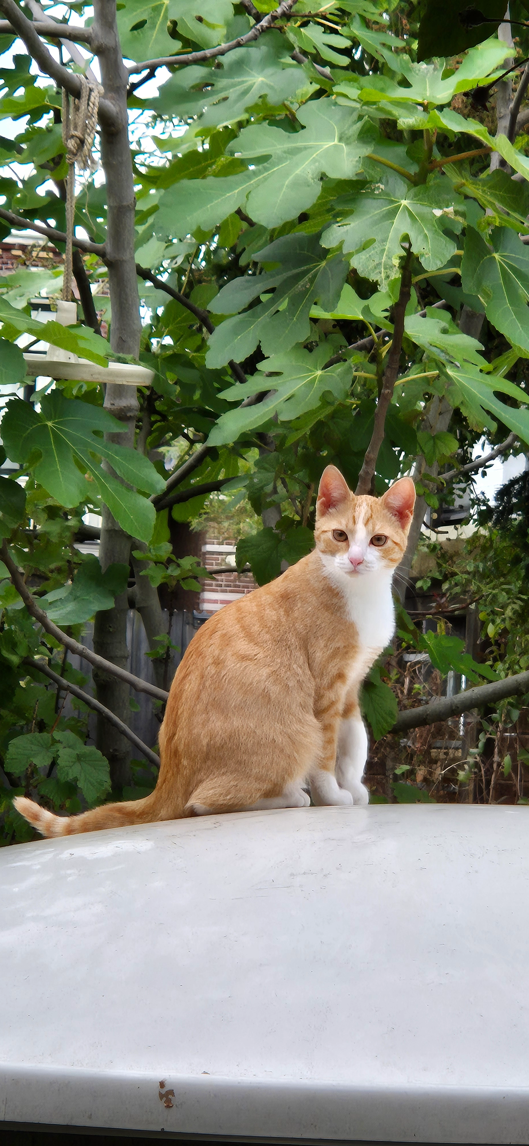 Kai - Huizumerlaan, Leeuwarden