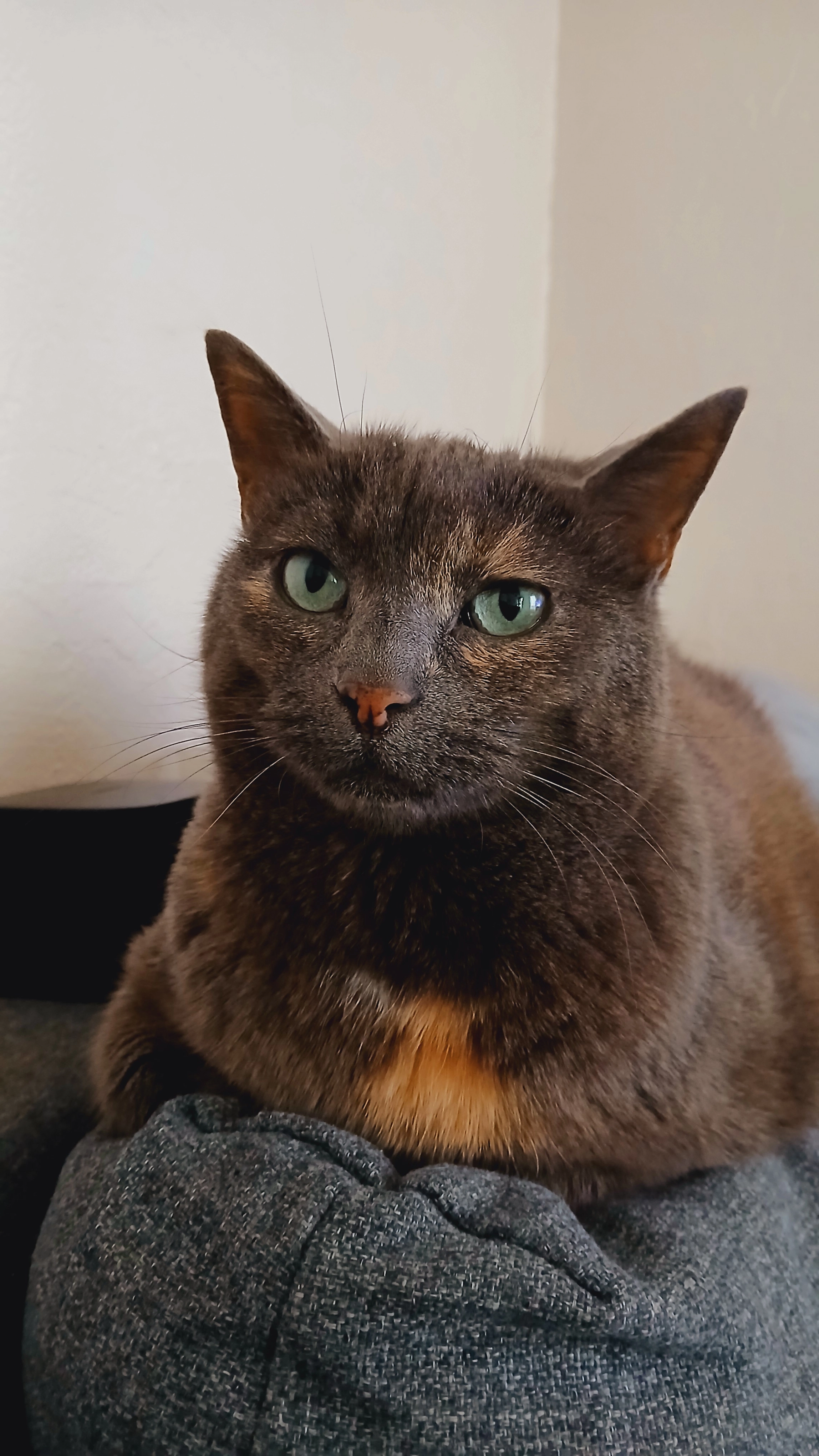 Nini - Rue du 6 Mai, Saint-Laurent-d'Aigouze