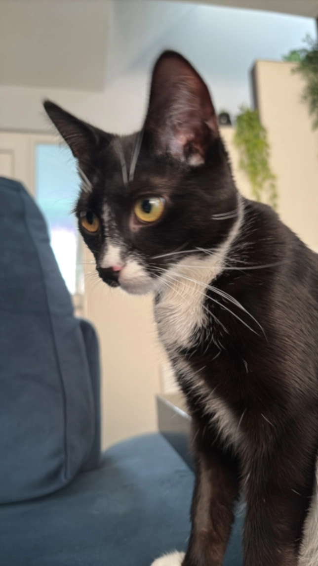 Dean - Foxearth Avenue, Nottingham