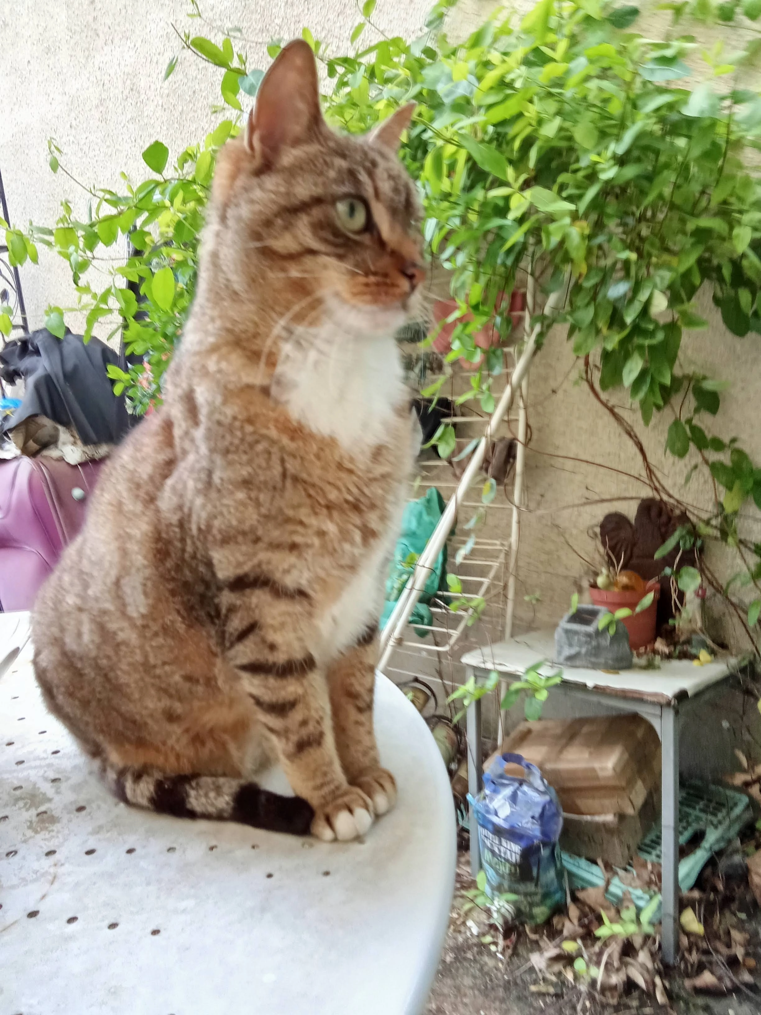 Elle s'appelle Poupette . - Avenue Charles Vaillant, Villepinte