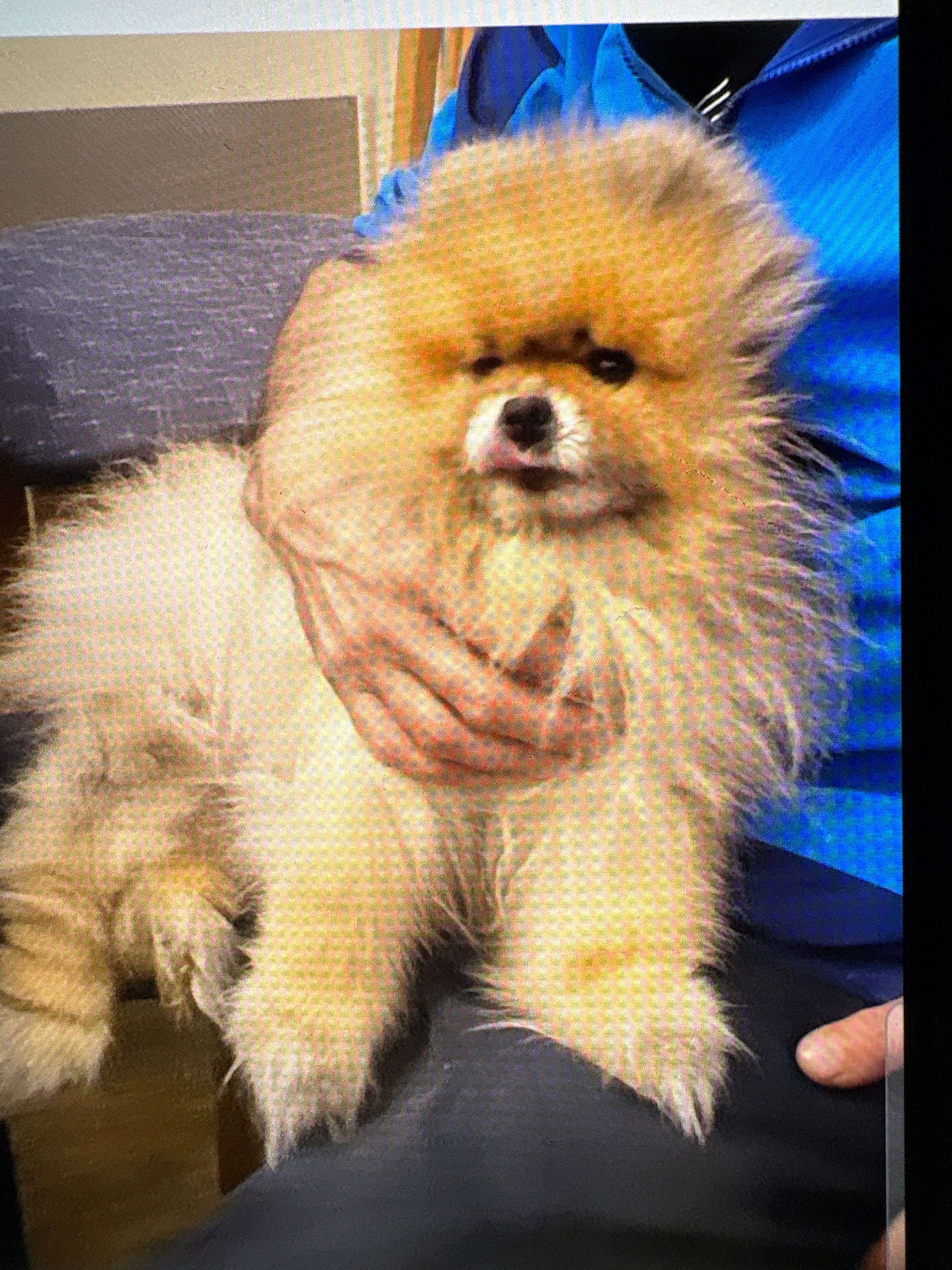 Schnufi - Osternadel, Bremen