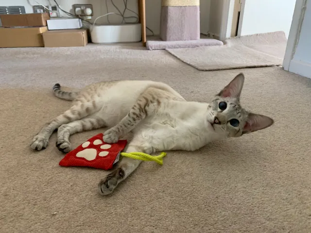 Freya - Willow Road, Kettering
