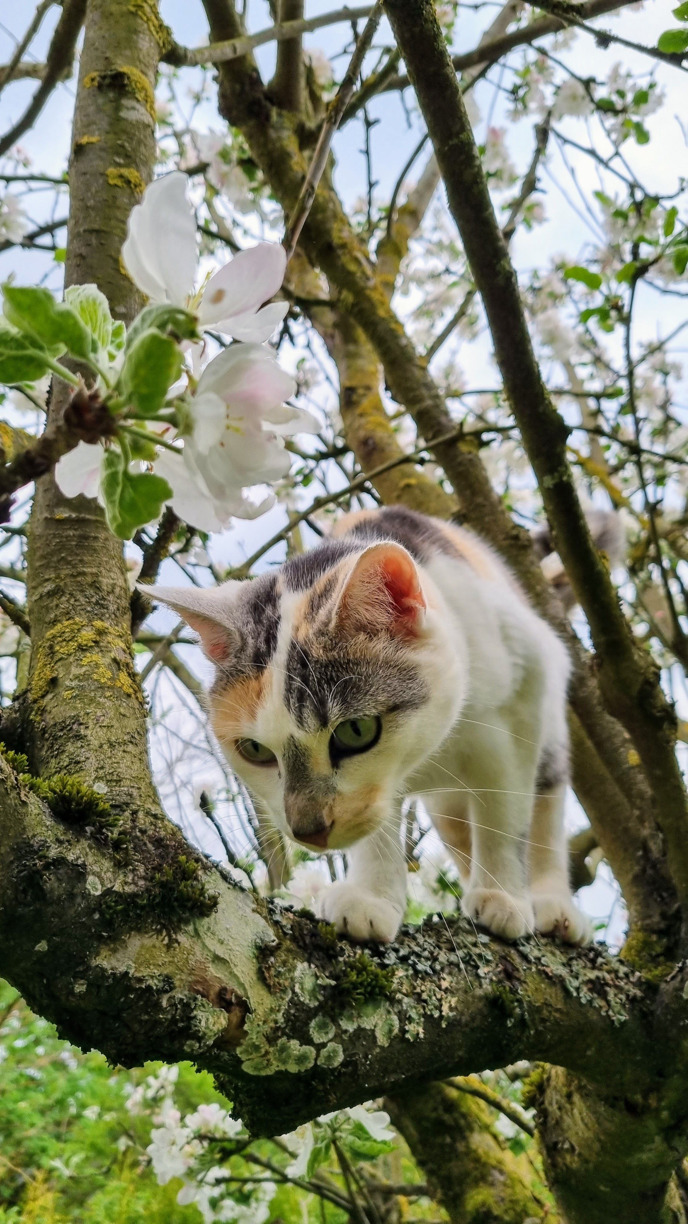 Milou - Südhang, Grebenau