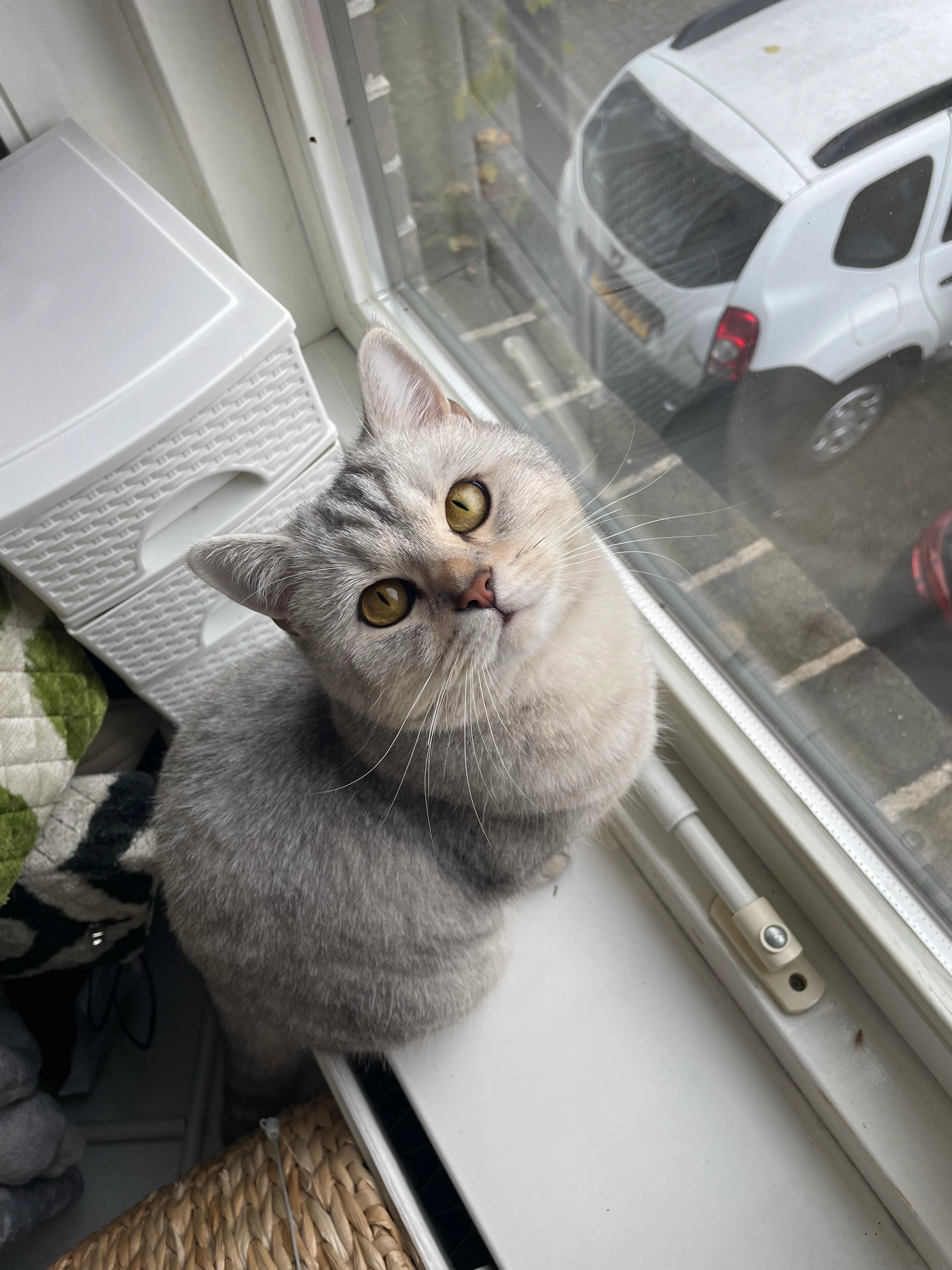 Bowie - Bankastraat, Meppel