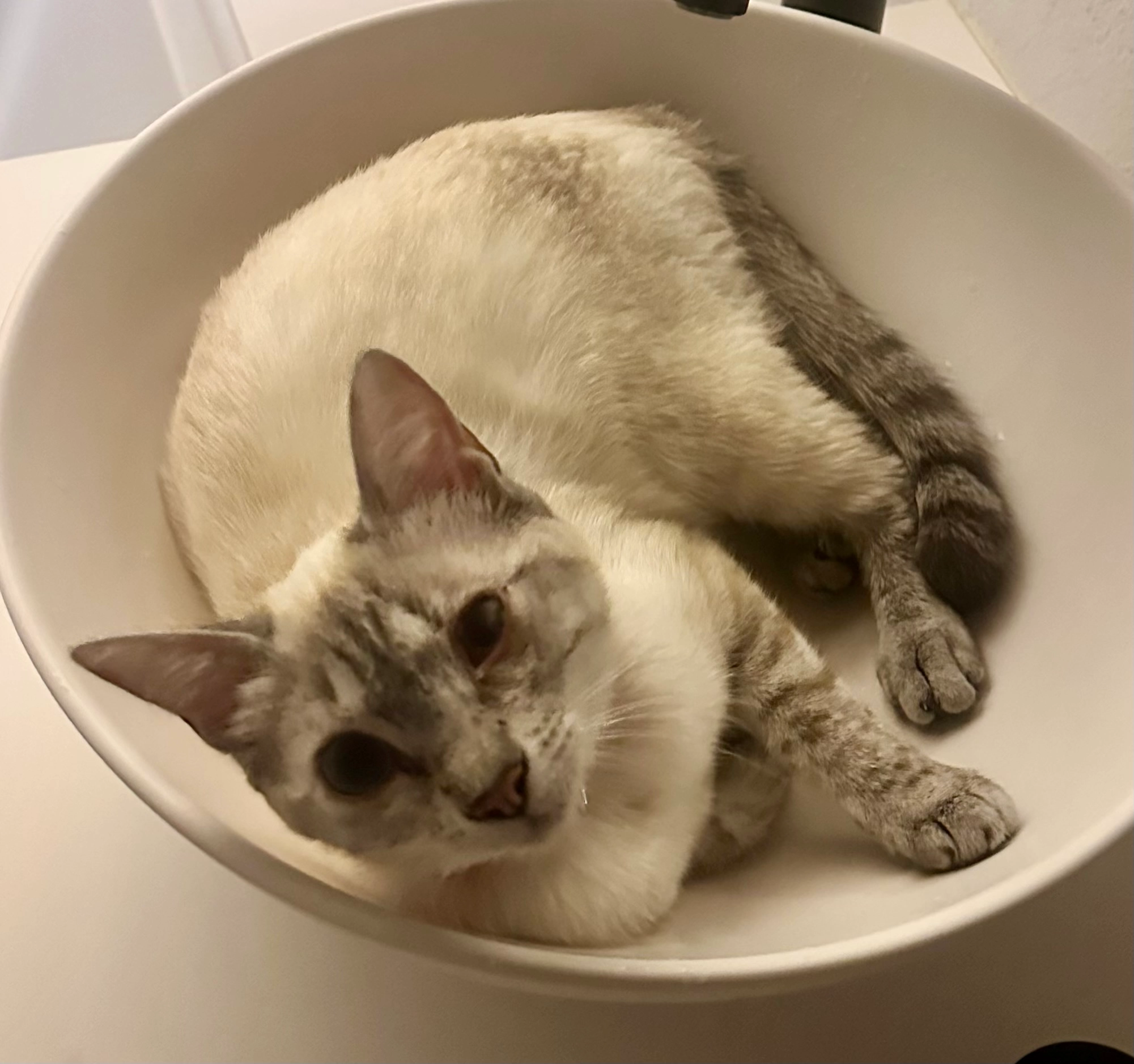 Maxi - Lugar Can Vinardell, Palol de Revardit