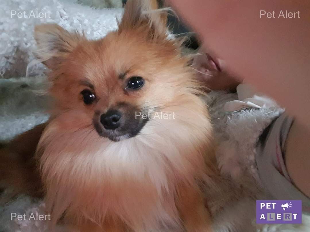 Lya - 1 Route de Lencloître, Mirebeau