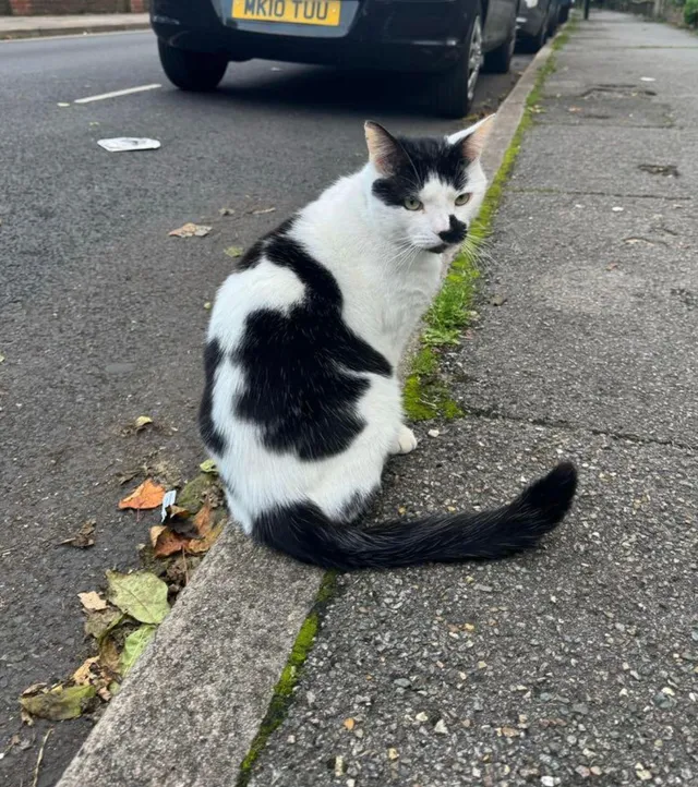 Oreo  - Muriel Street, London