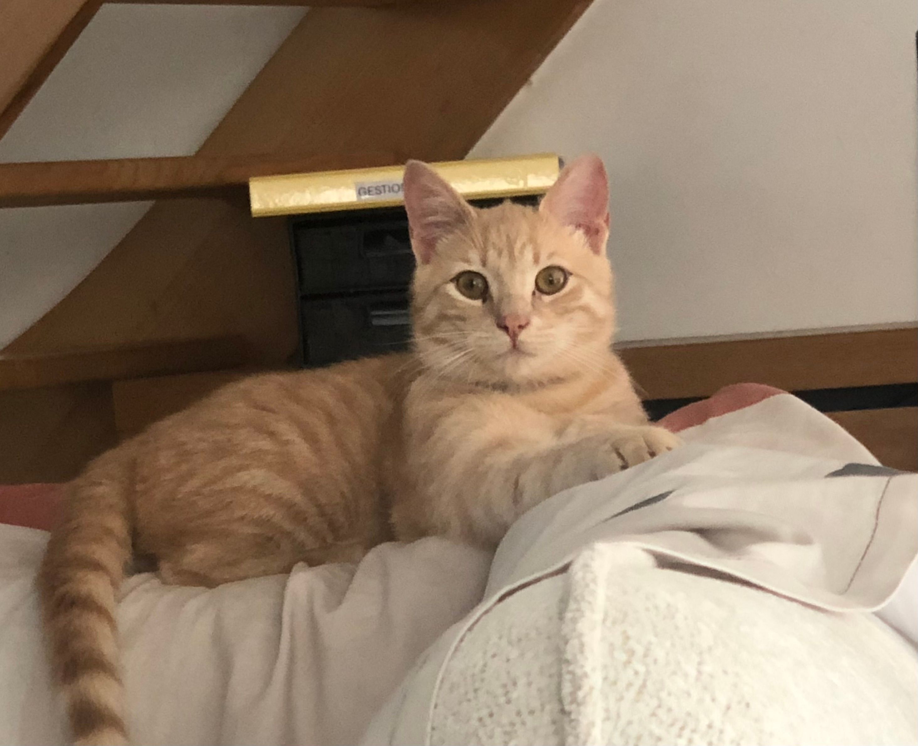 Merimé - 53 Rue Prosper Mérimée, Laval