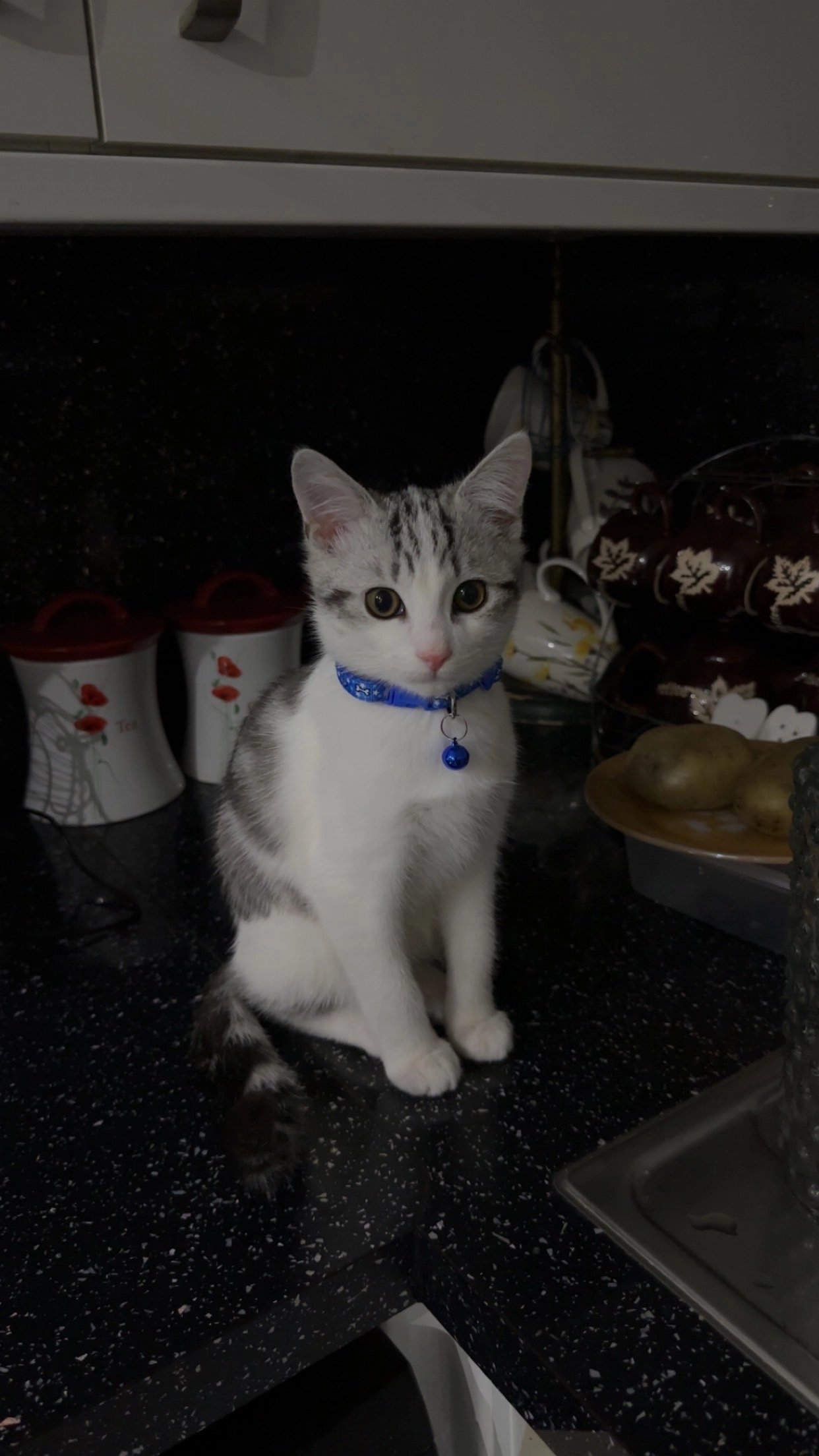 Smokey - Rodney Street, Swansea