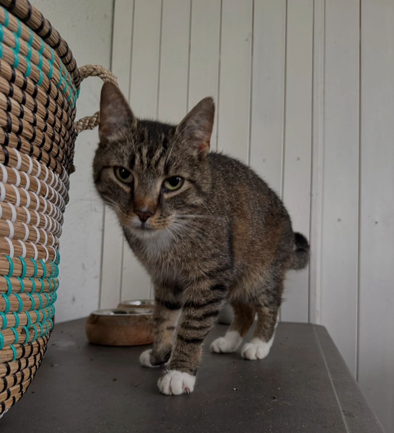 Prinz  - Gutspark, Wolfenbüttel