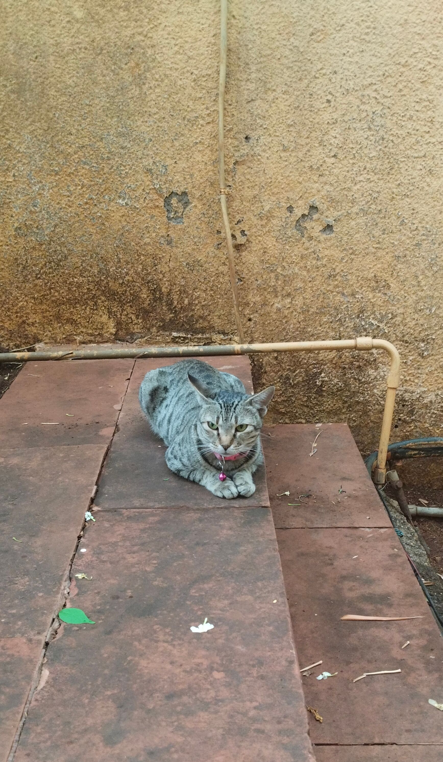 Dhingu - Service Road near Butterfly Garden, Nashik
