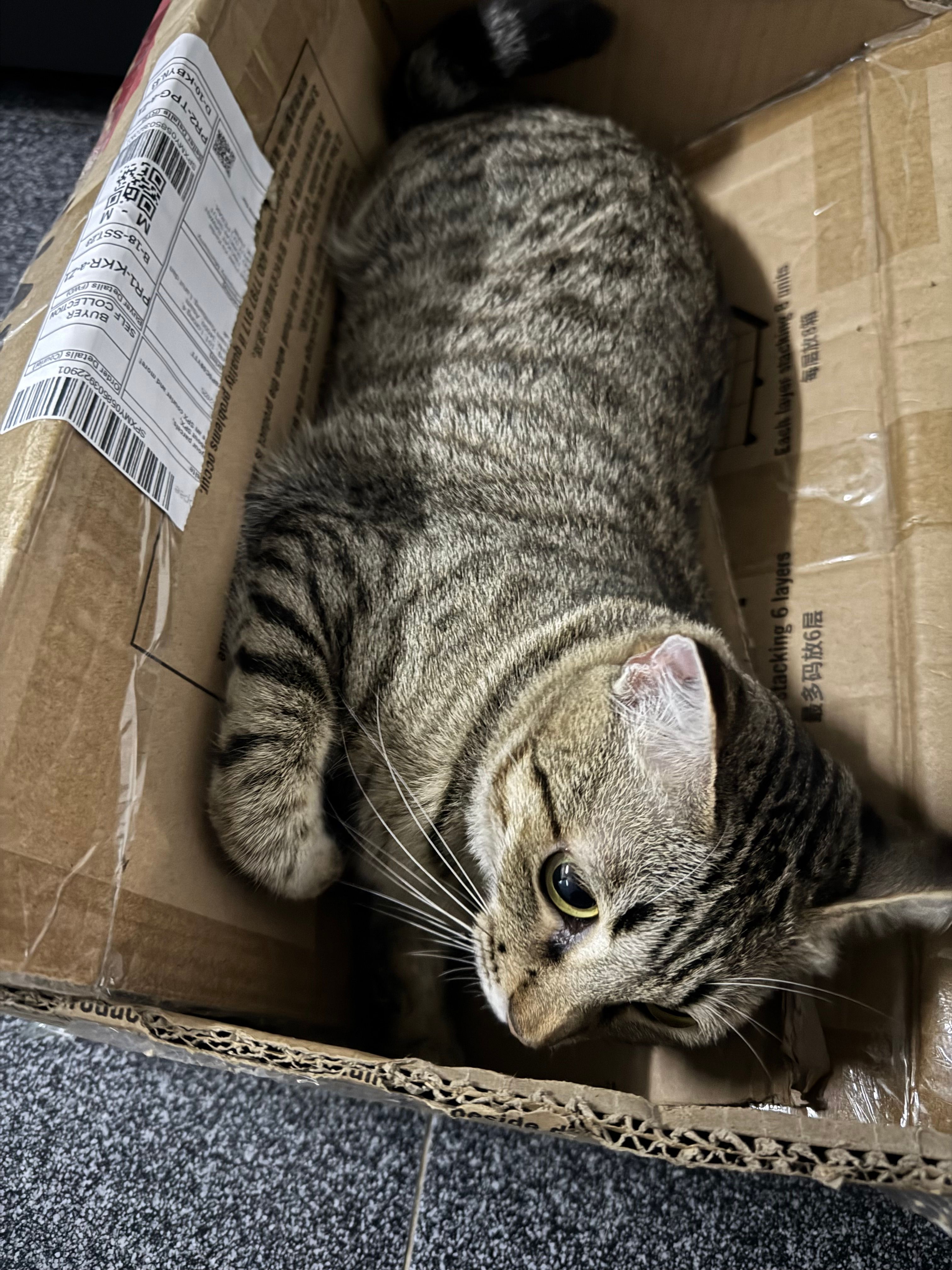 Rosie - 31100, Sungai Siput