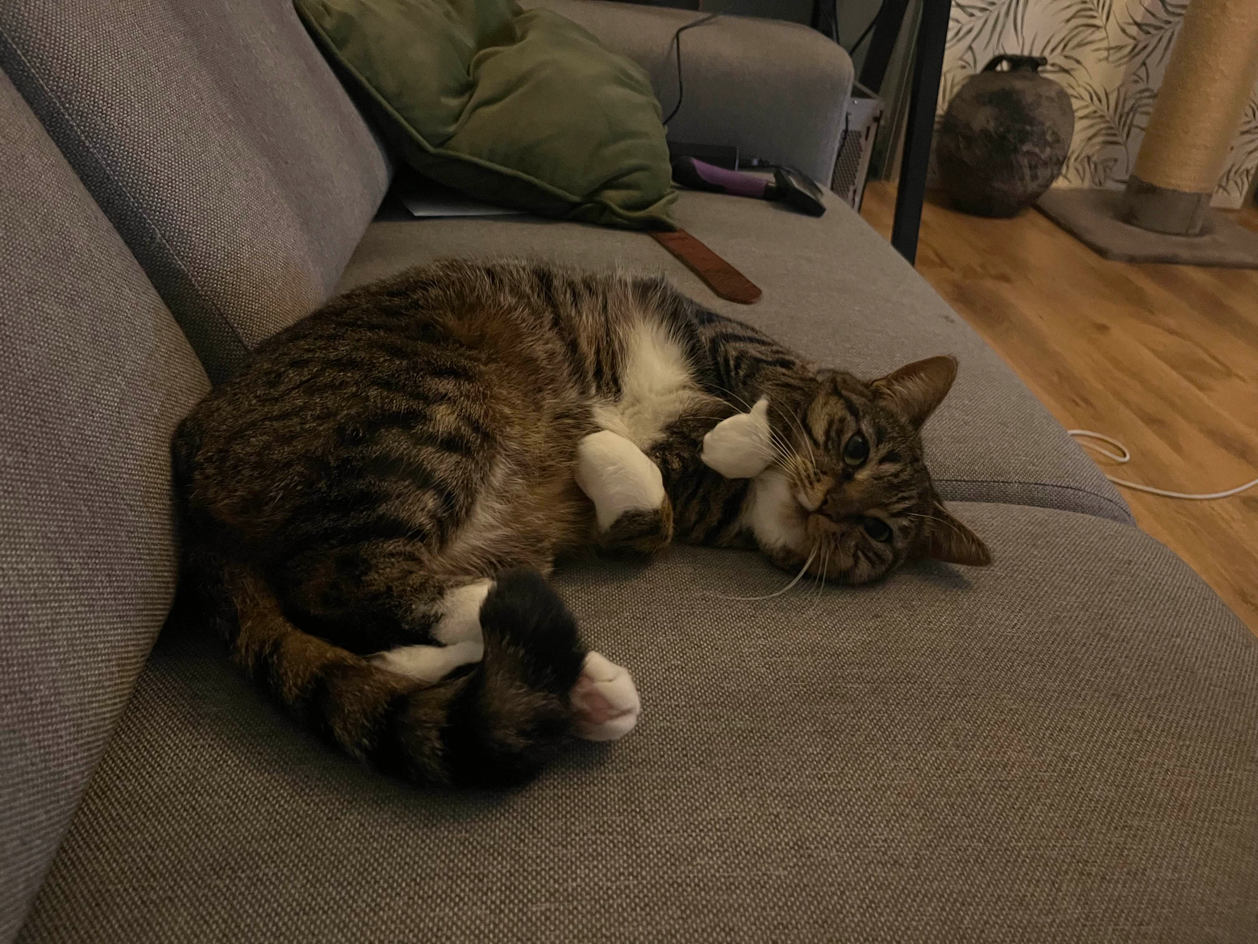 Emmy - Sleutelbloemstraat, Assen