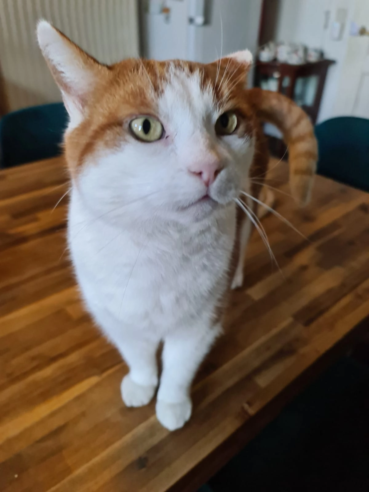 Bram - Reeserward, Rees