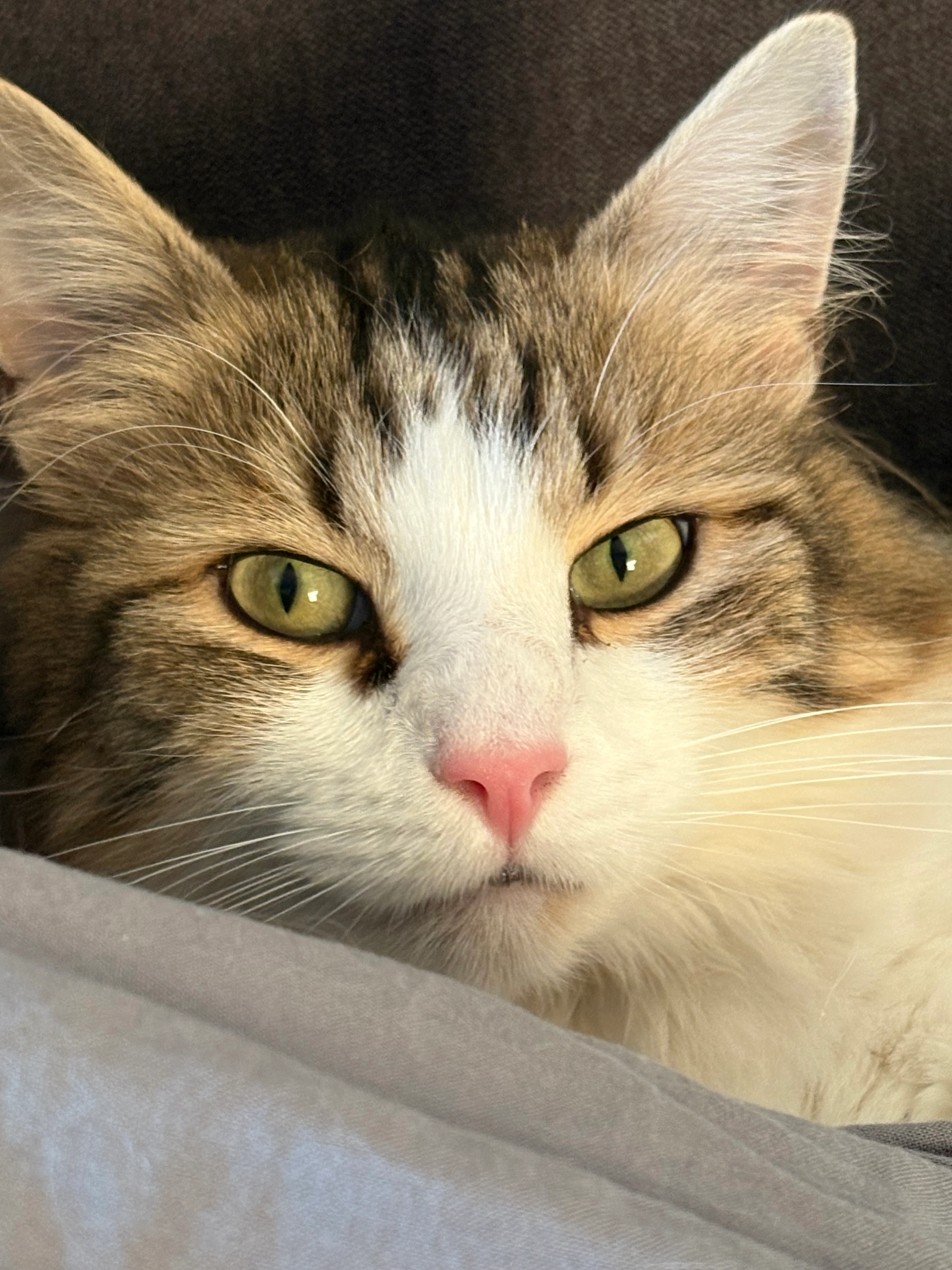 Pacha  - Rue De La Grattine, La Louvière