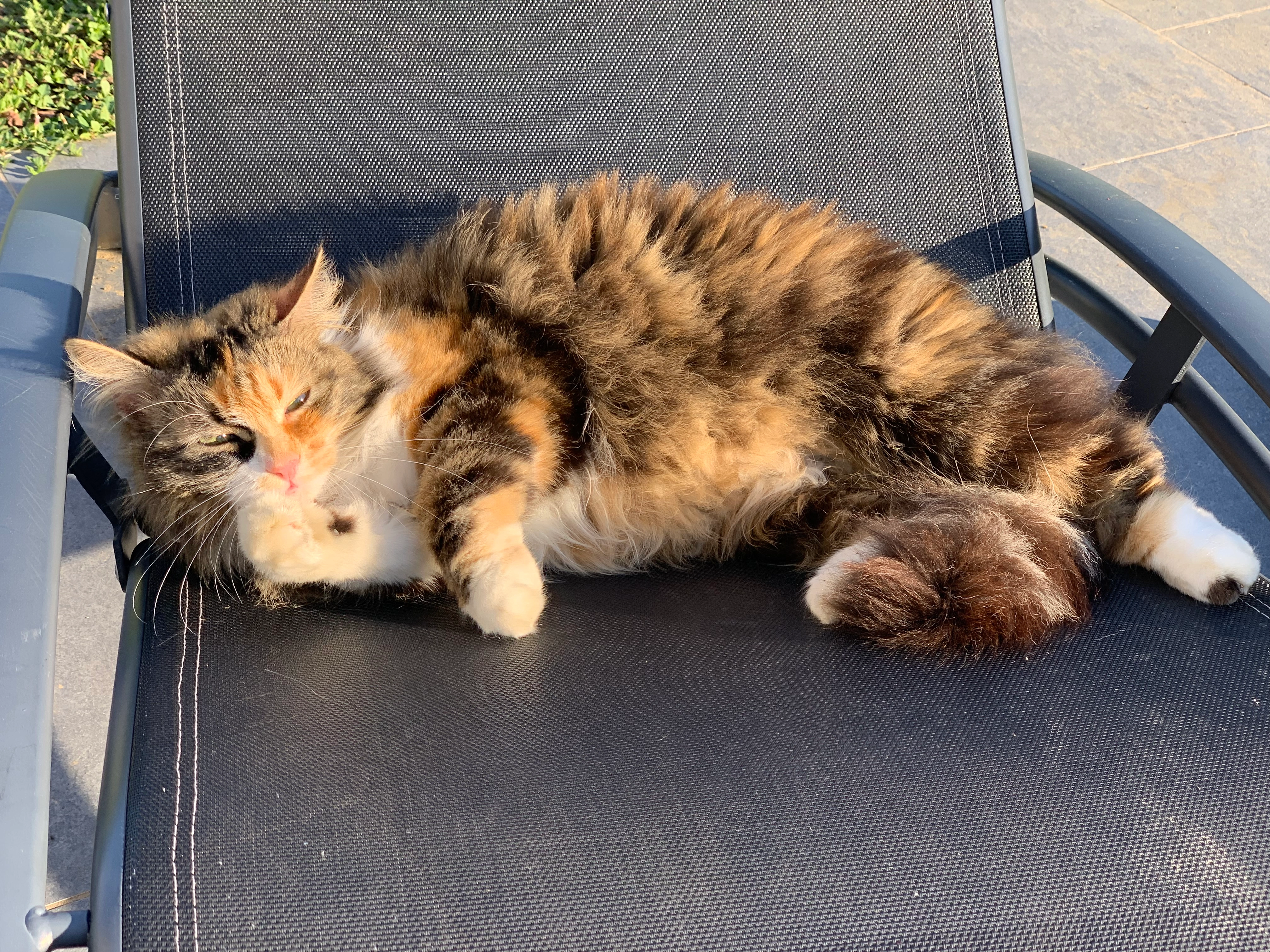 Plume - Brossay, Cléré-sur-Layon