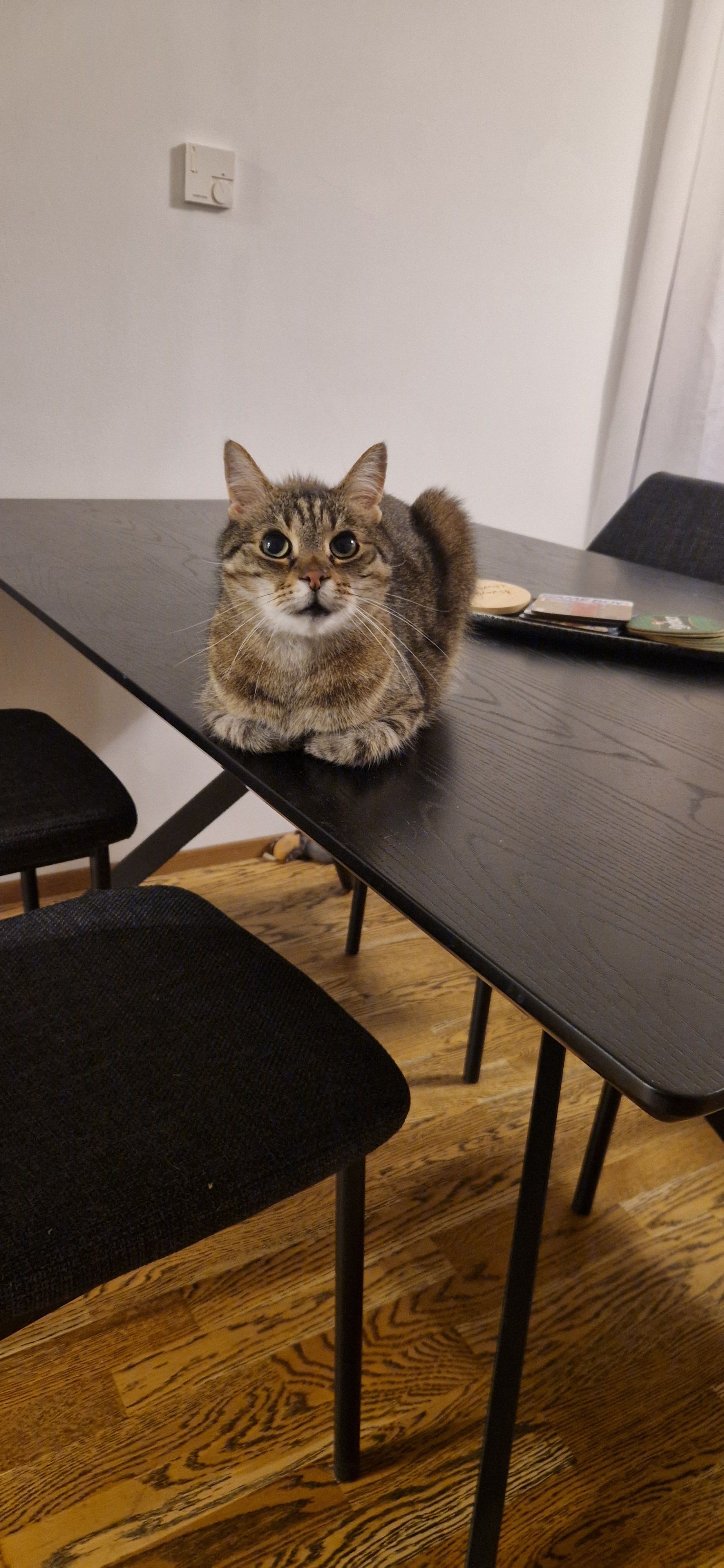 Gizmo - Pogierweg, Kapfenberg