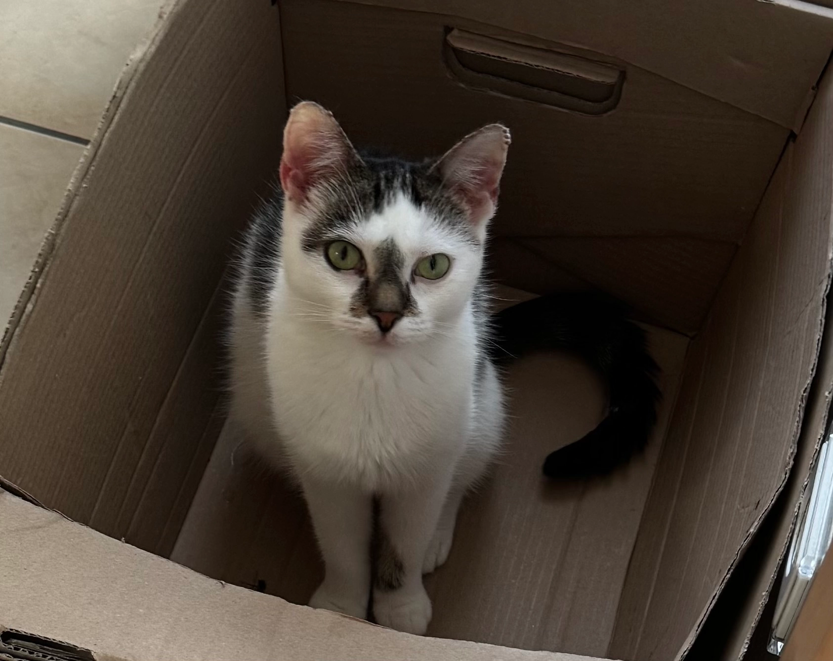 Pumpkin - Große Breede, Enger