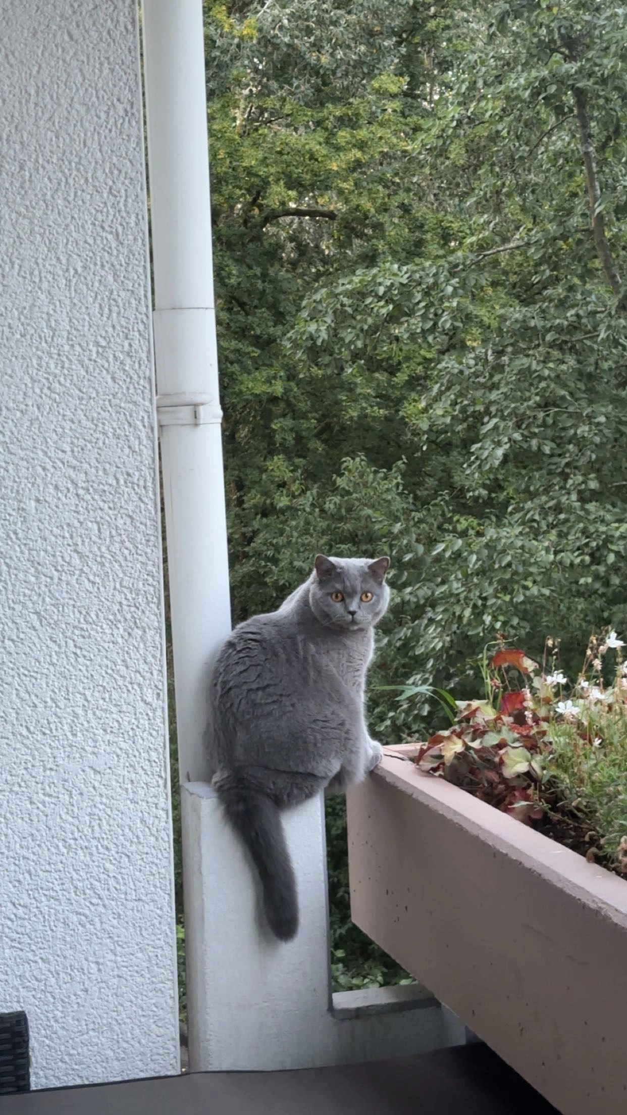 Gismo - Wittgensteiner Straße, Siegen