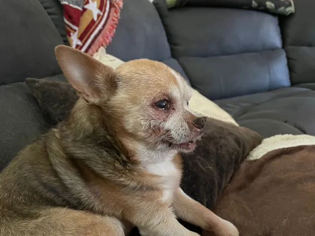 Chewy - Kinship Canyon Drive, Manor