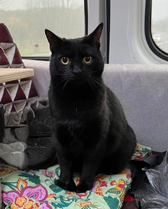 Padme - Holly Way, Holmfirth