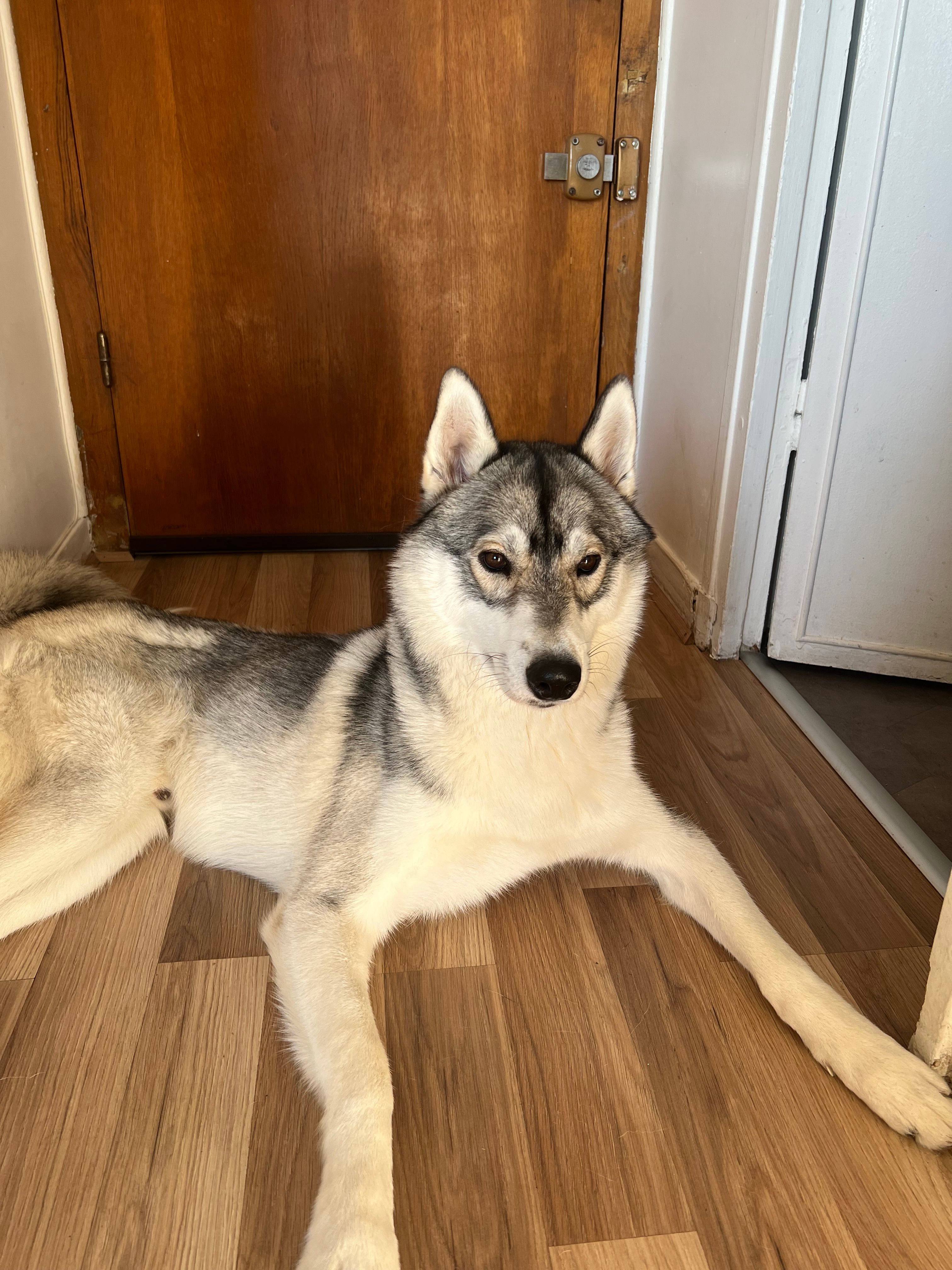 Snow  - Rue Aristide Briand, Chennevières-sur-Marne