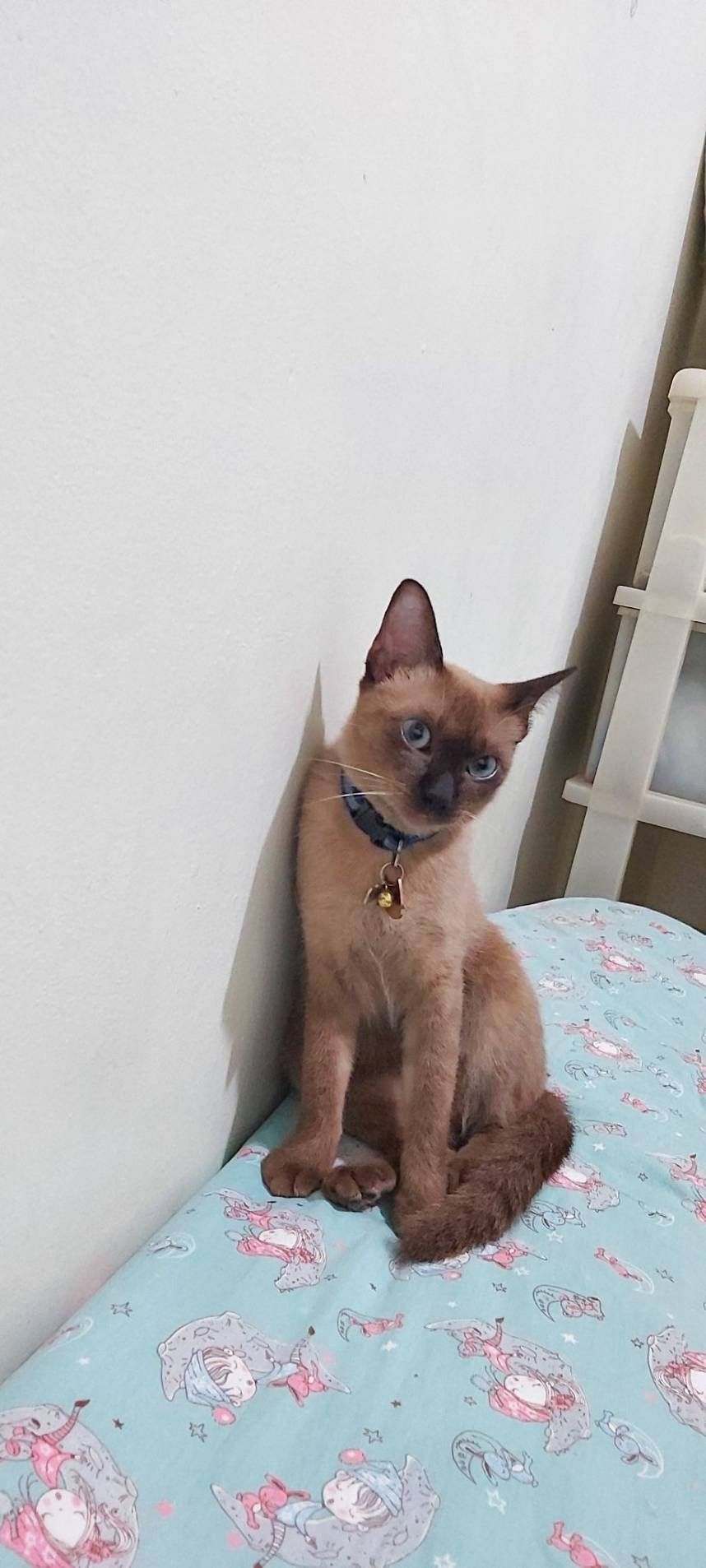 Kaokao (99) - ซอยพหลโยธิน 30, Bangkok