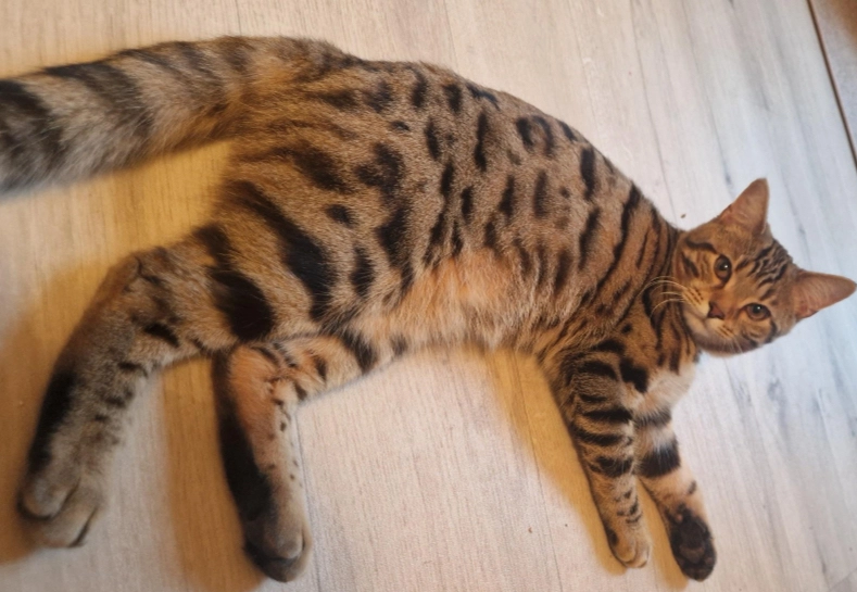 Yuzu - 4 Boulevard de Lyon, Strasbourg