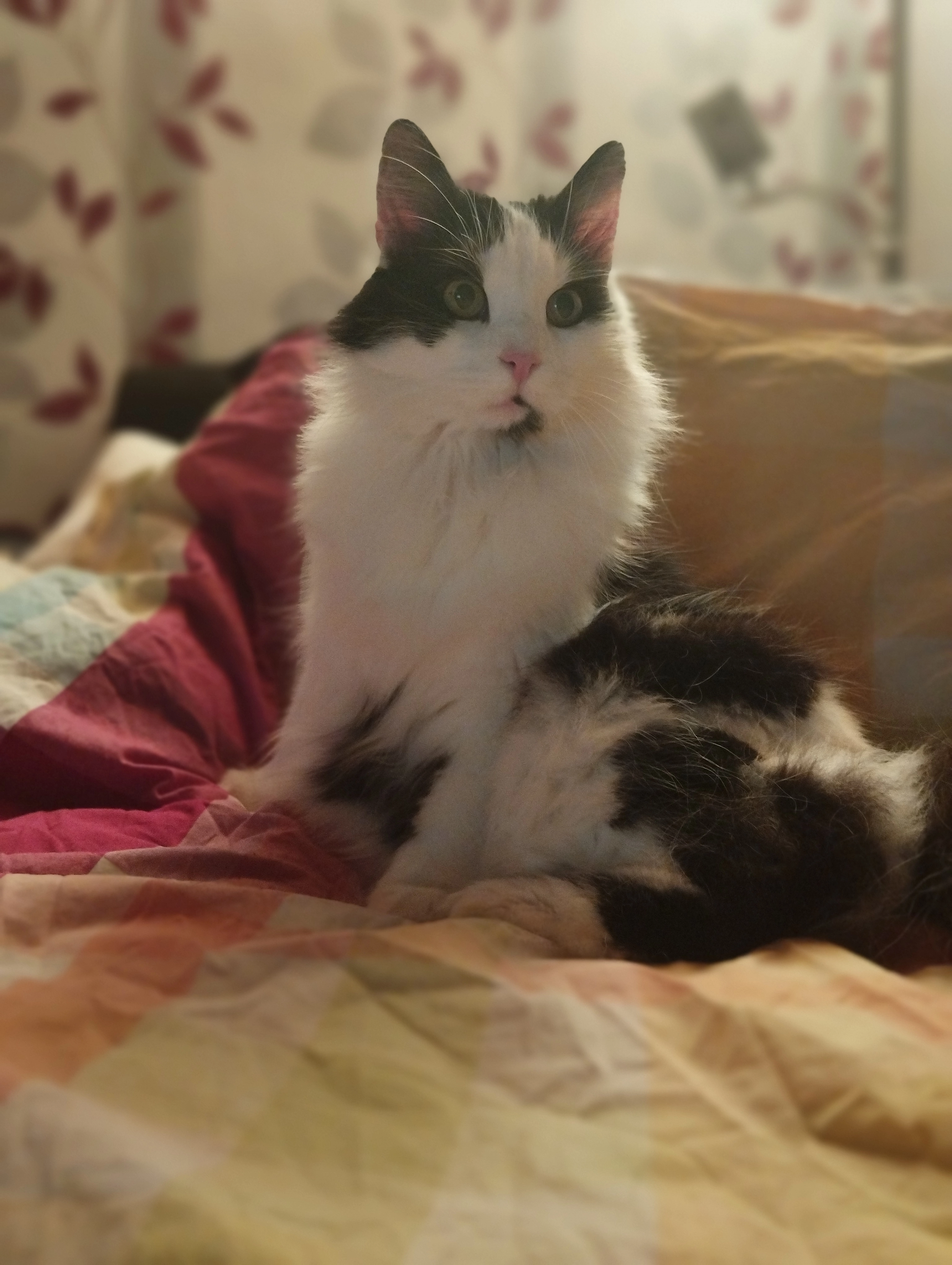 Milow - Auf Dohnschet, Simmerath