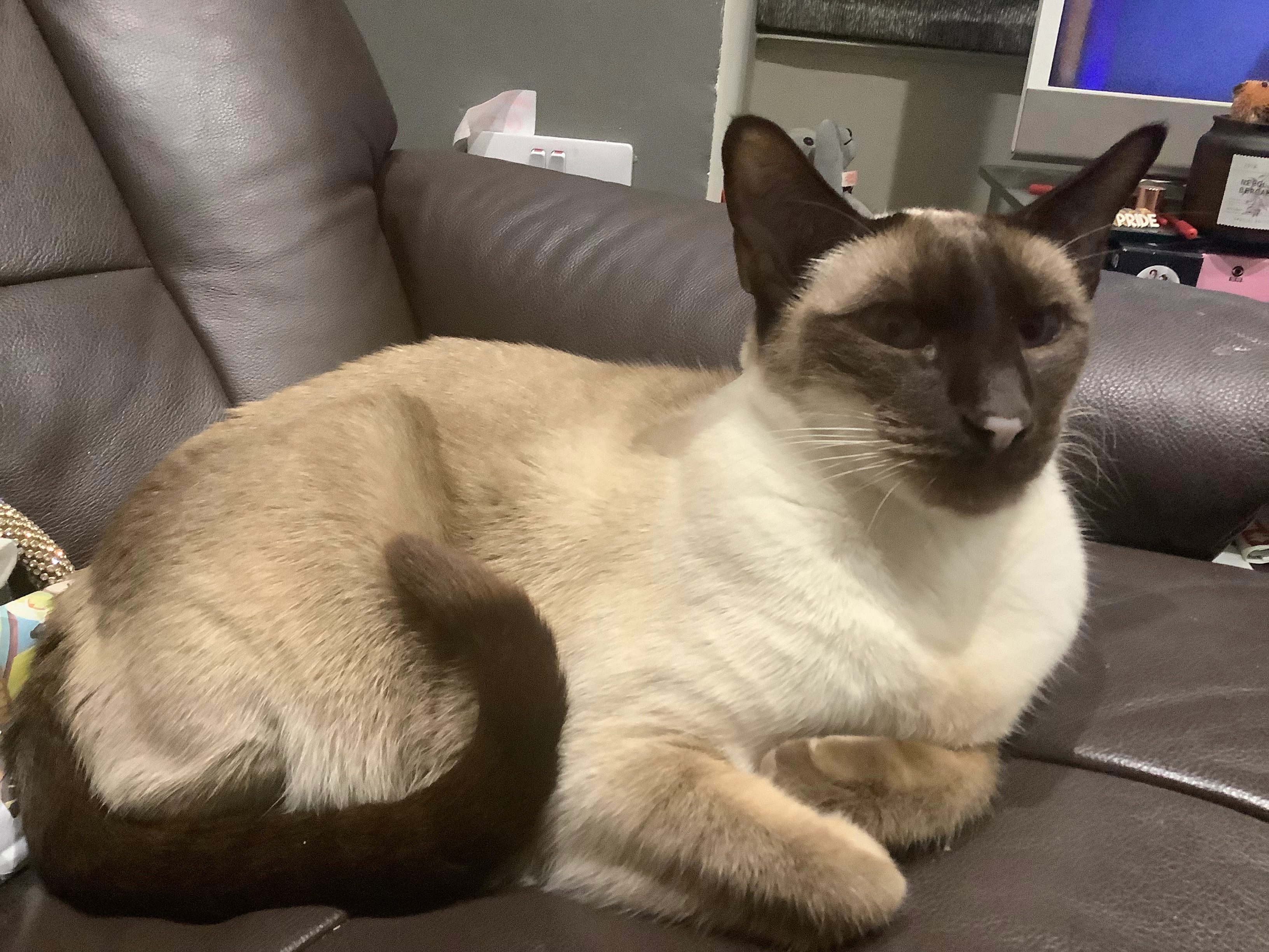 Bella - Welland Rise, York