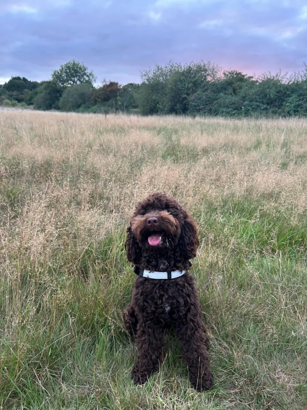 Csoki - Cleaver Gardens, Nuneaton