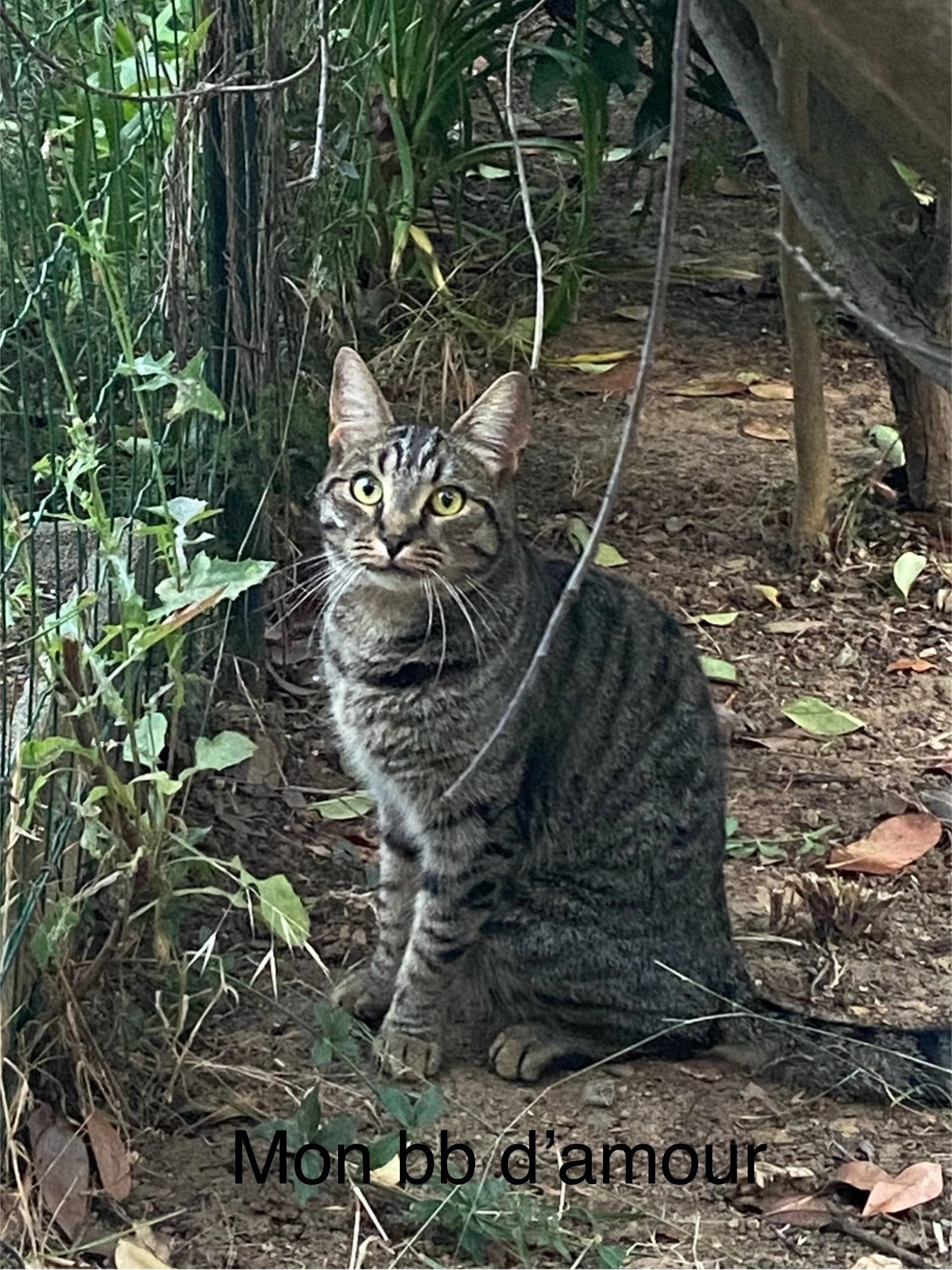 Yellow - 810 Chemin des Hoirs, Six-Fours-les-Plages