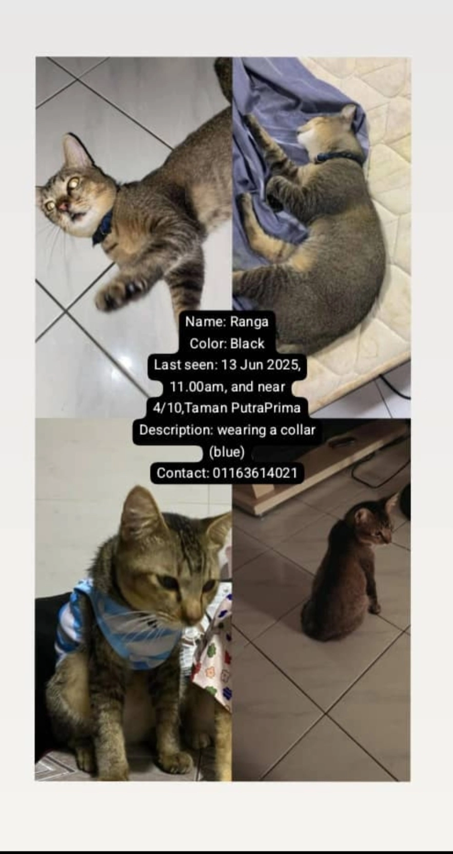 Missing Cat - 47130, Puchong
