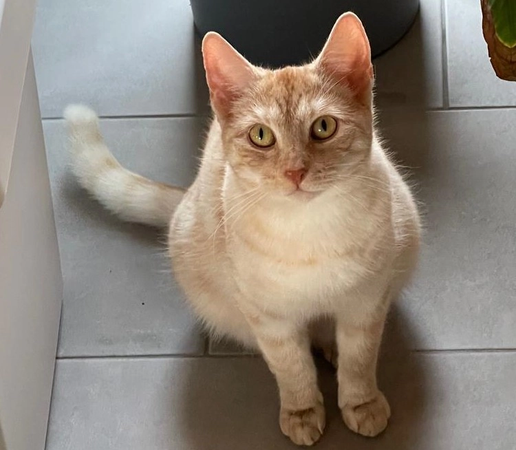 Ginger - Goetheweg, Möser