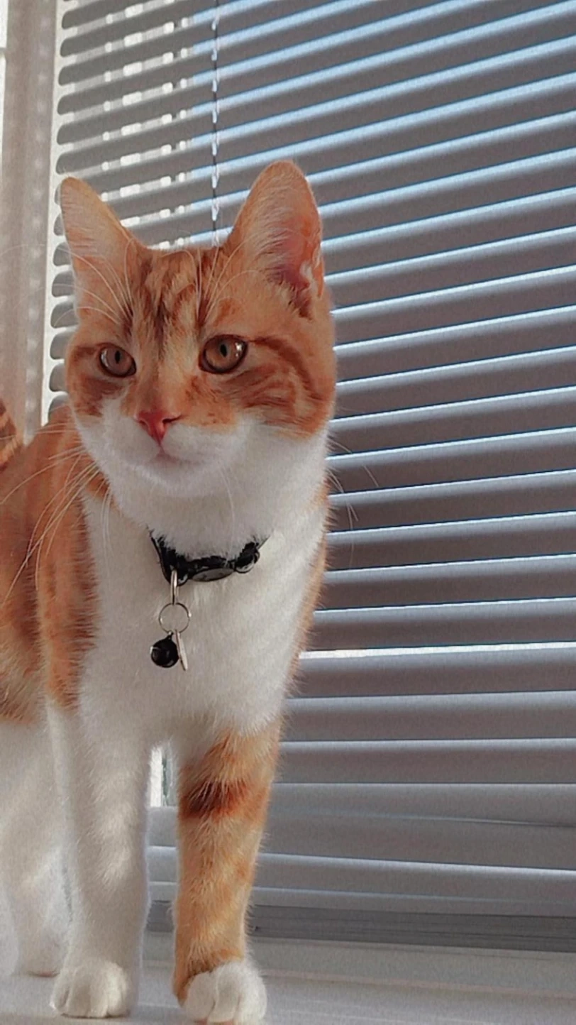 Misho - Mannion Avenue, Coventry